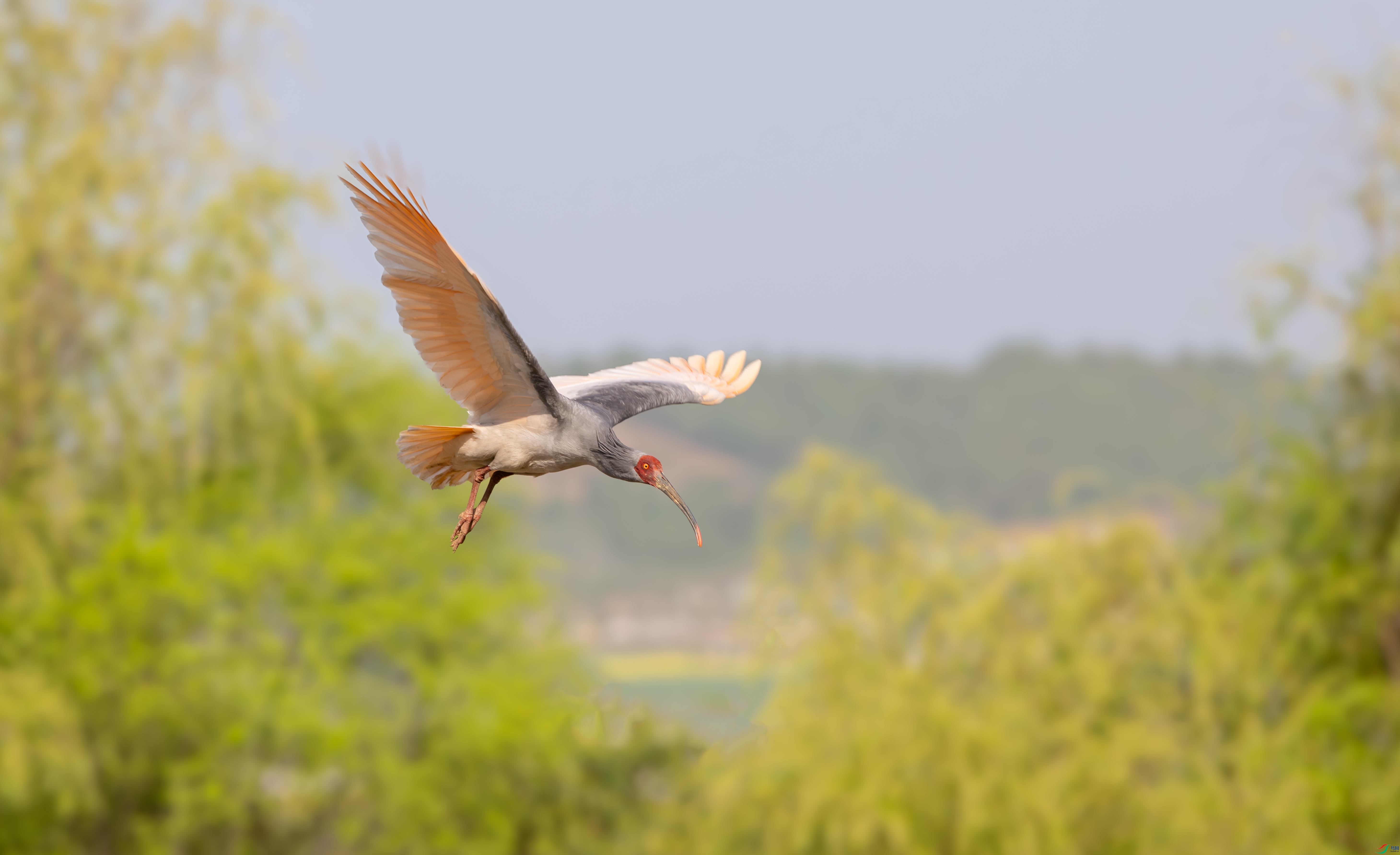 DSC_1280-����ǿ-NR-1.jpg