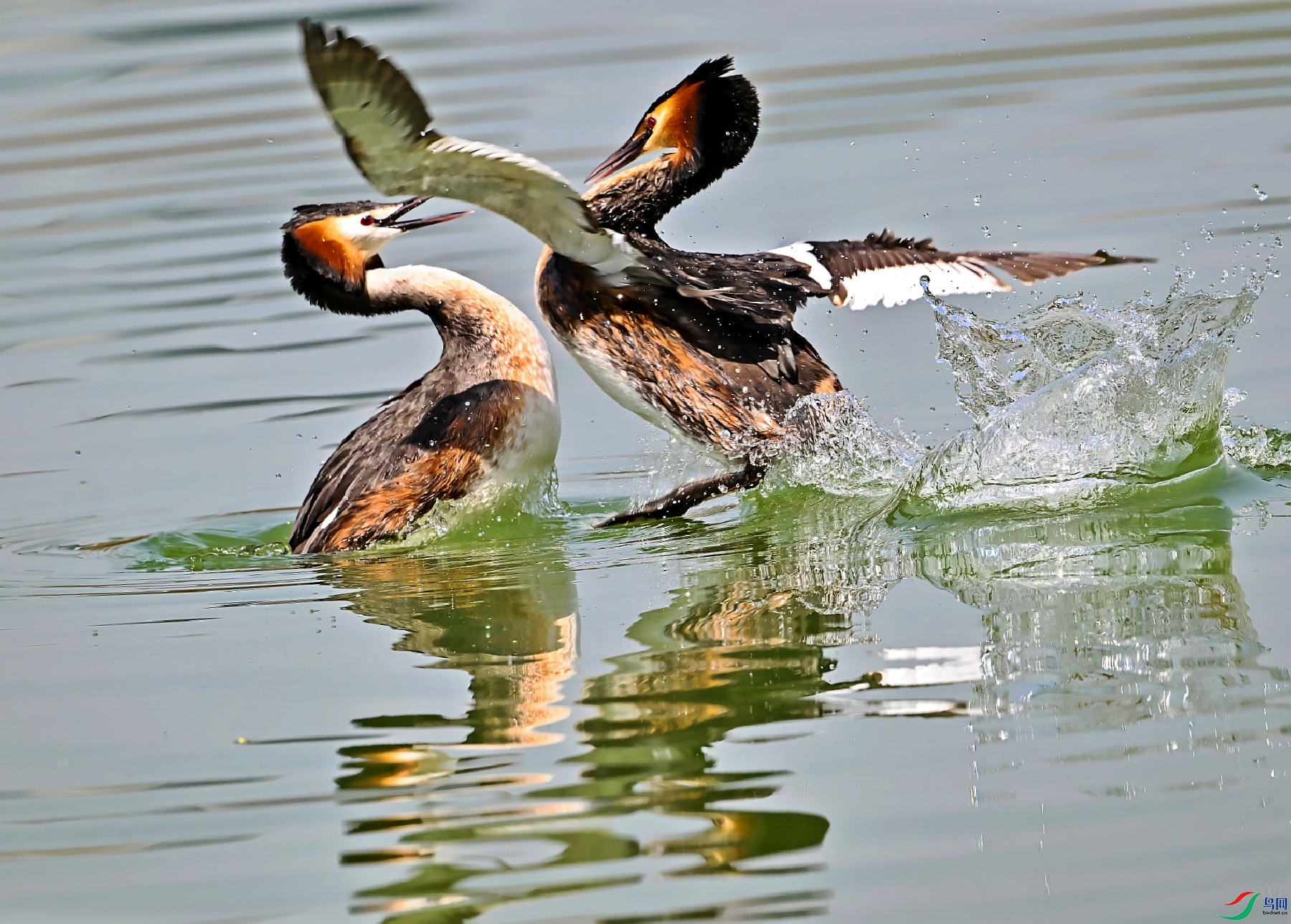 DSC_0975---_conew1.jpg