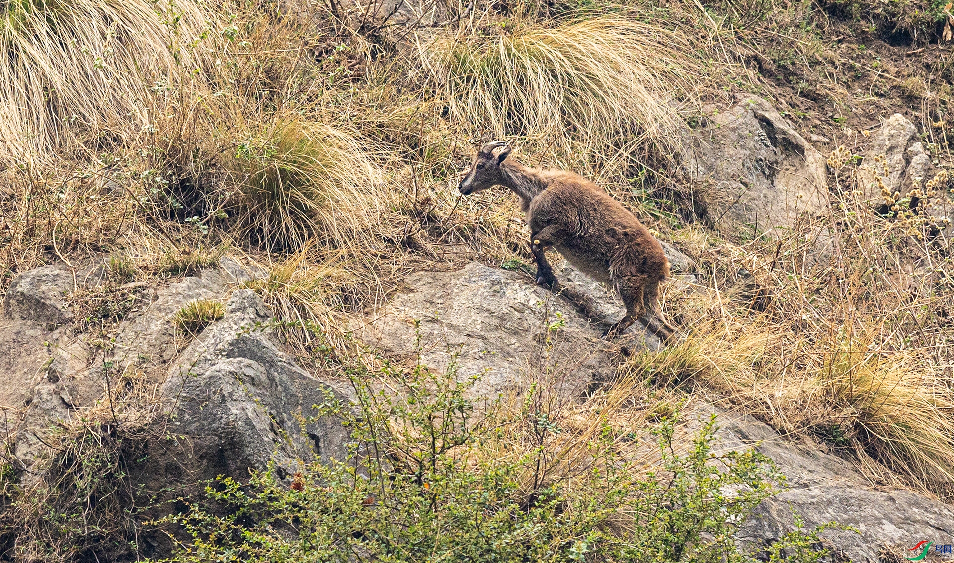 066A9545 ����.jpg