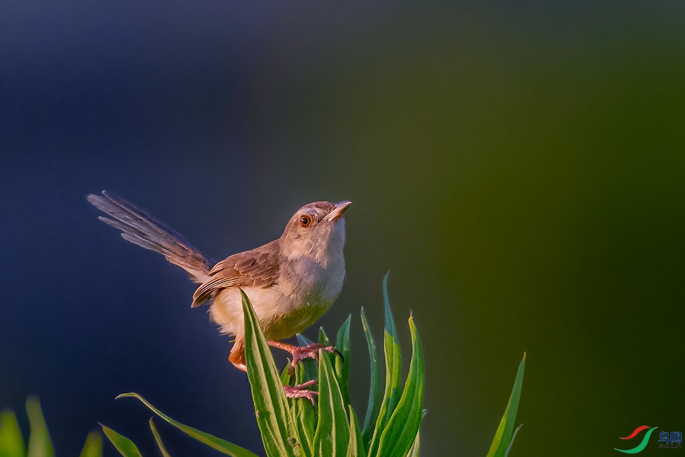 DSC_3140AB.jpg