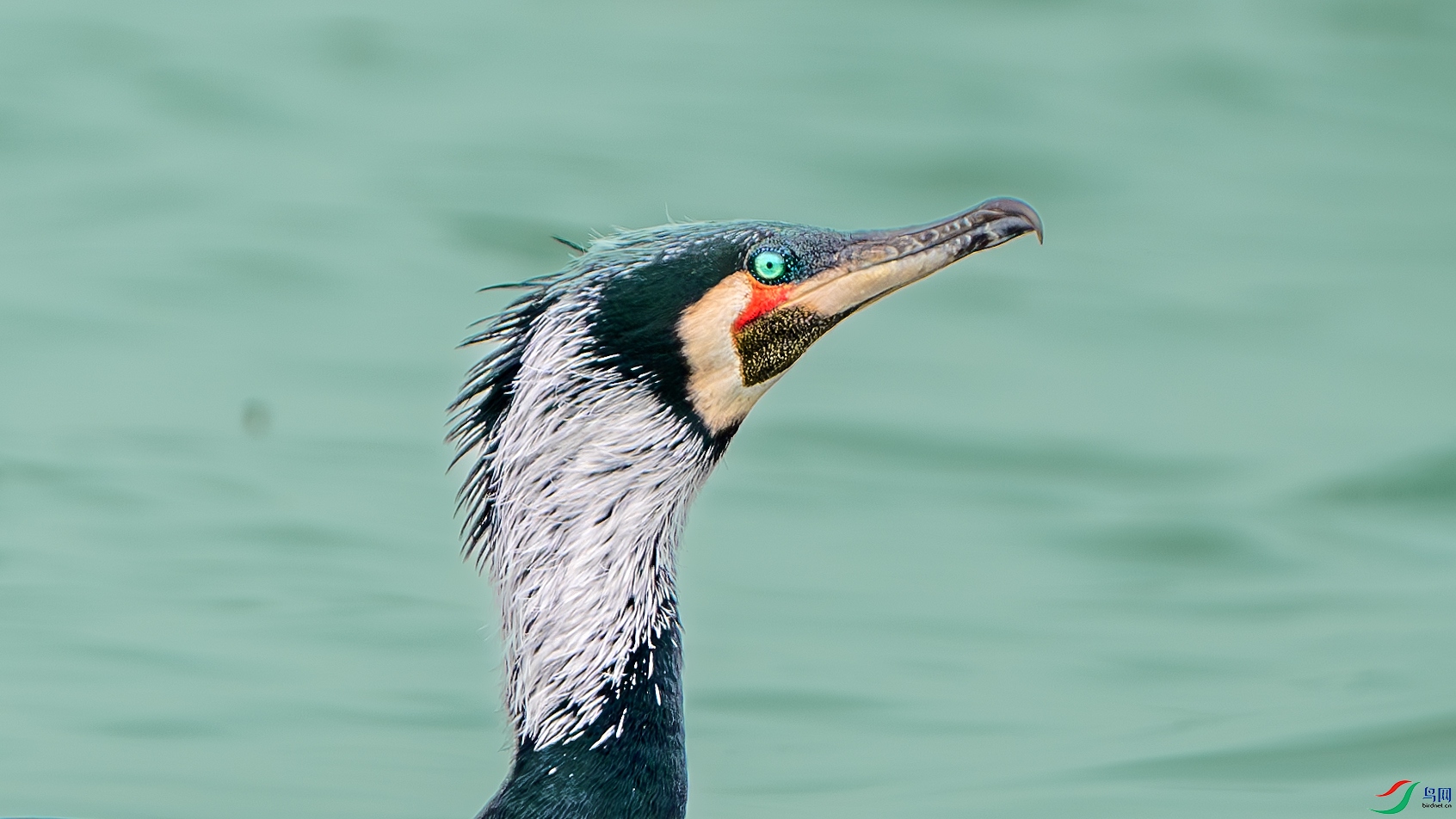 DSC_8356-����ǿ-NR ����.jpg