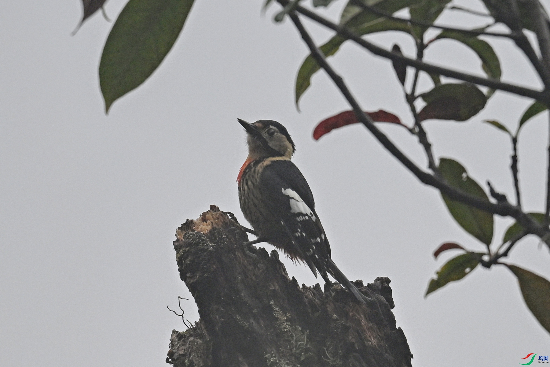 DSC_1978.JPG