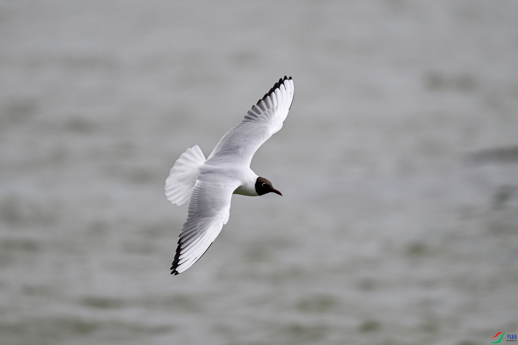 DSC_2439.JPG