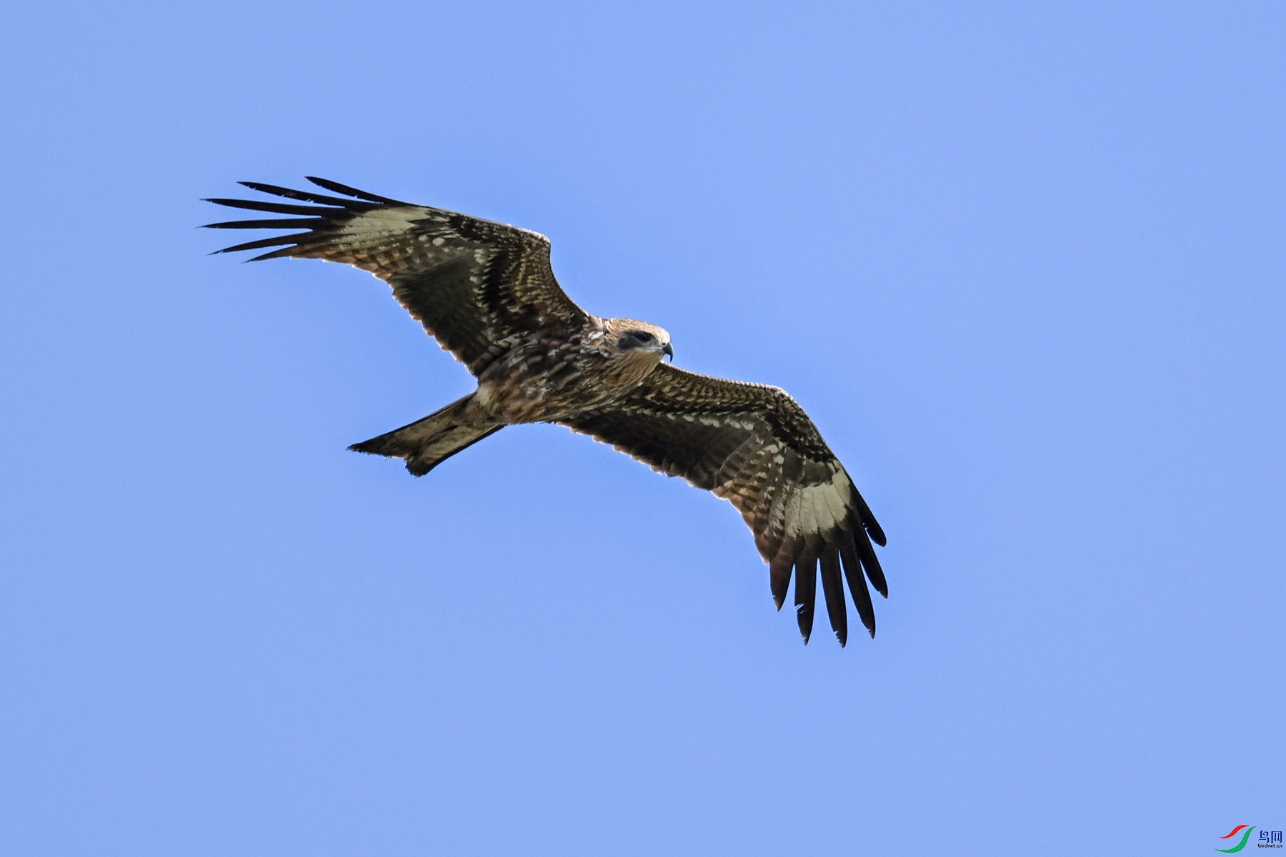 DSC_2655.JPG