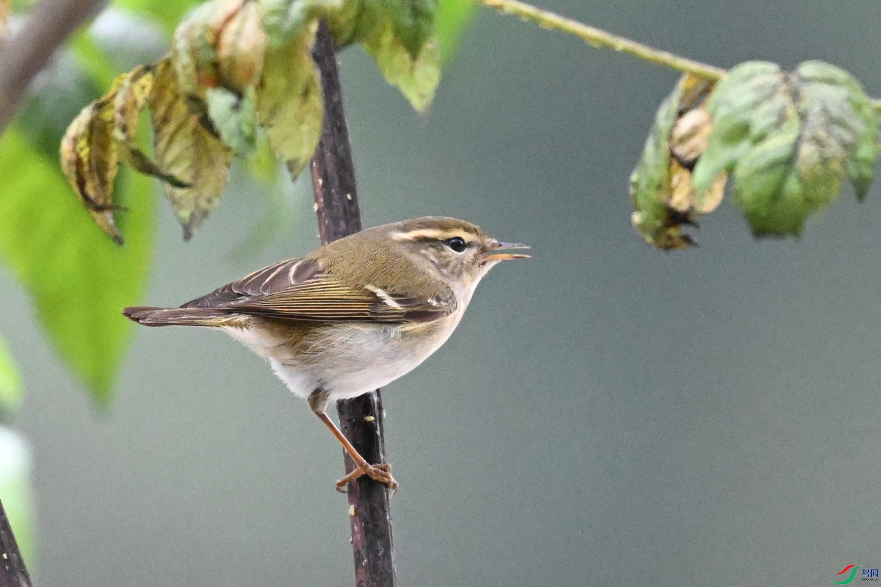 DSC_9645.JPG