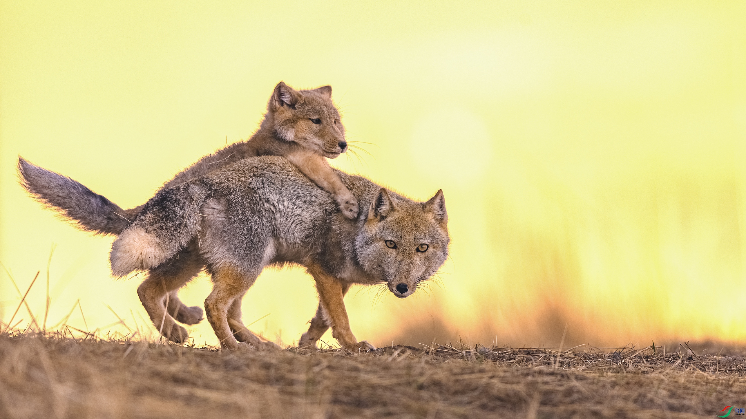 ��������  2.jpg