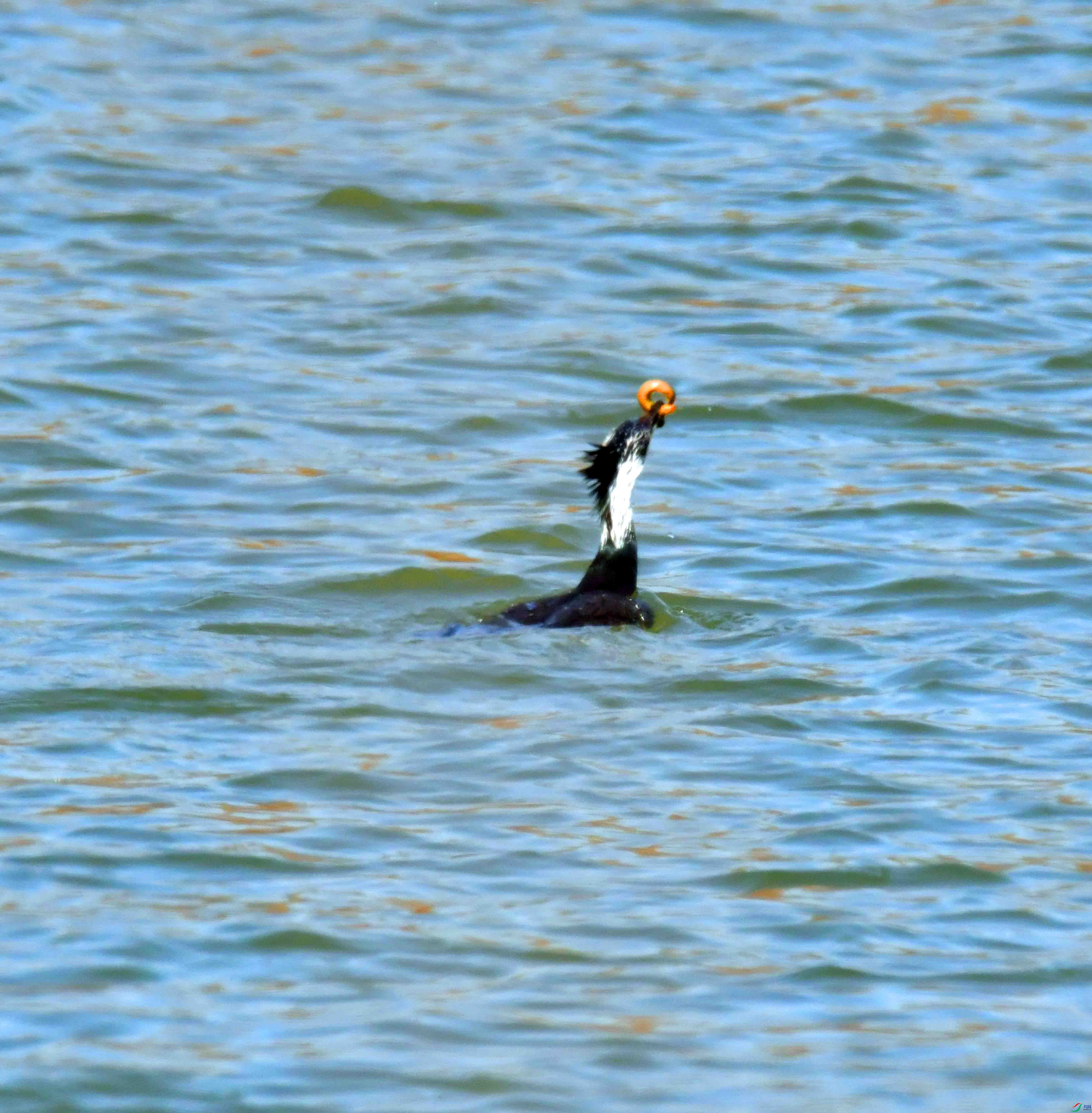 DSC_7096.JPG