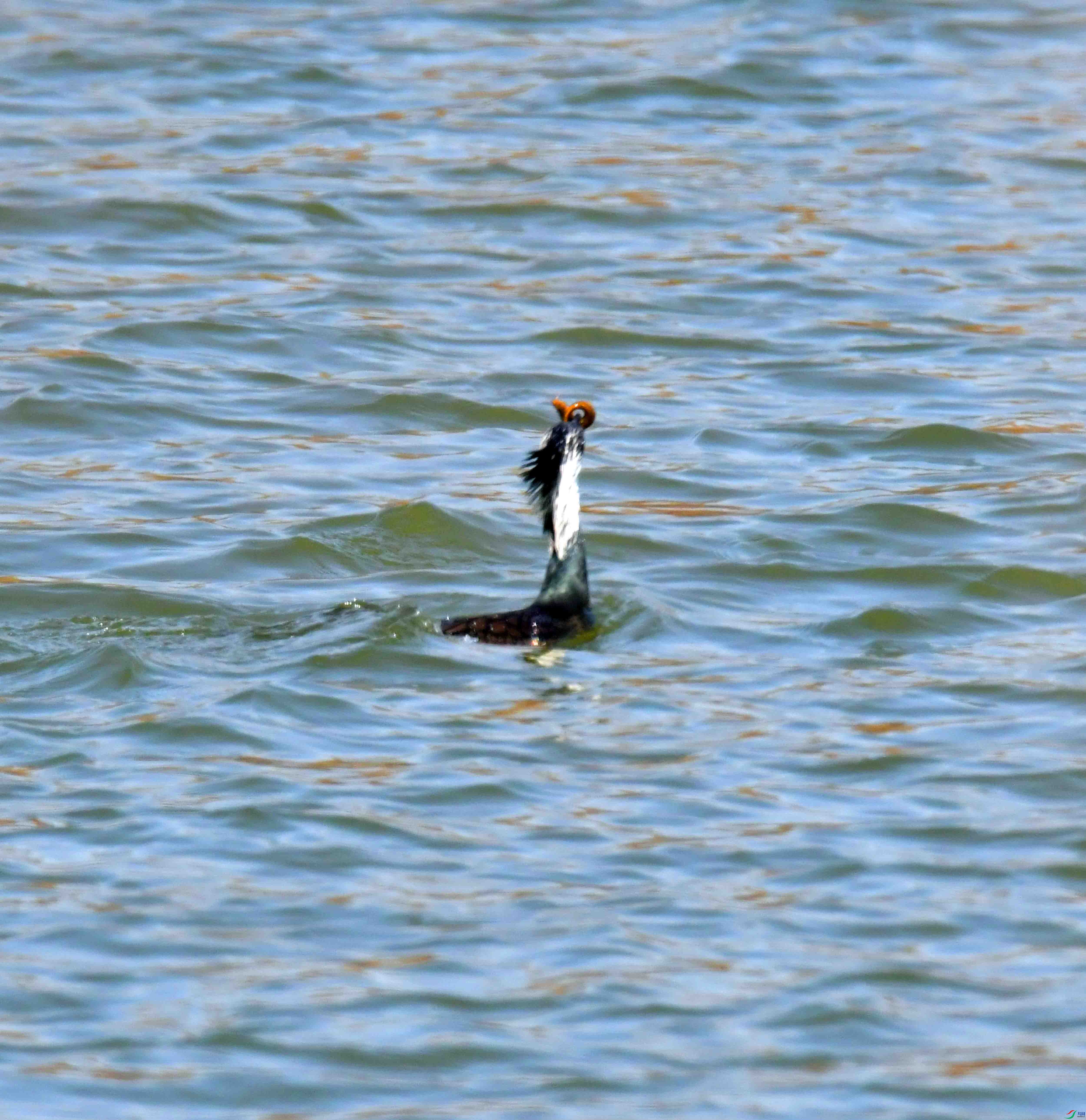 DSC_7105.JPG