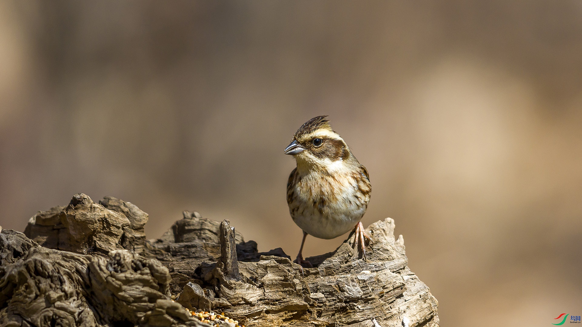 051A2191 ����n.jpg