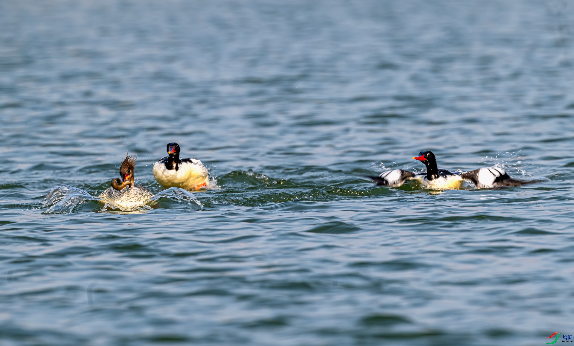 DSC_1297-11.jpg