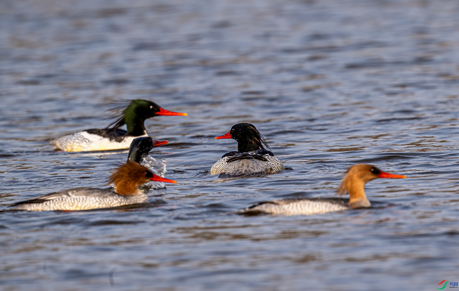 DSC_2074-11.jpg