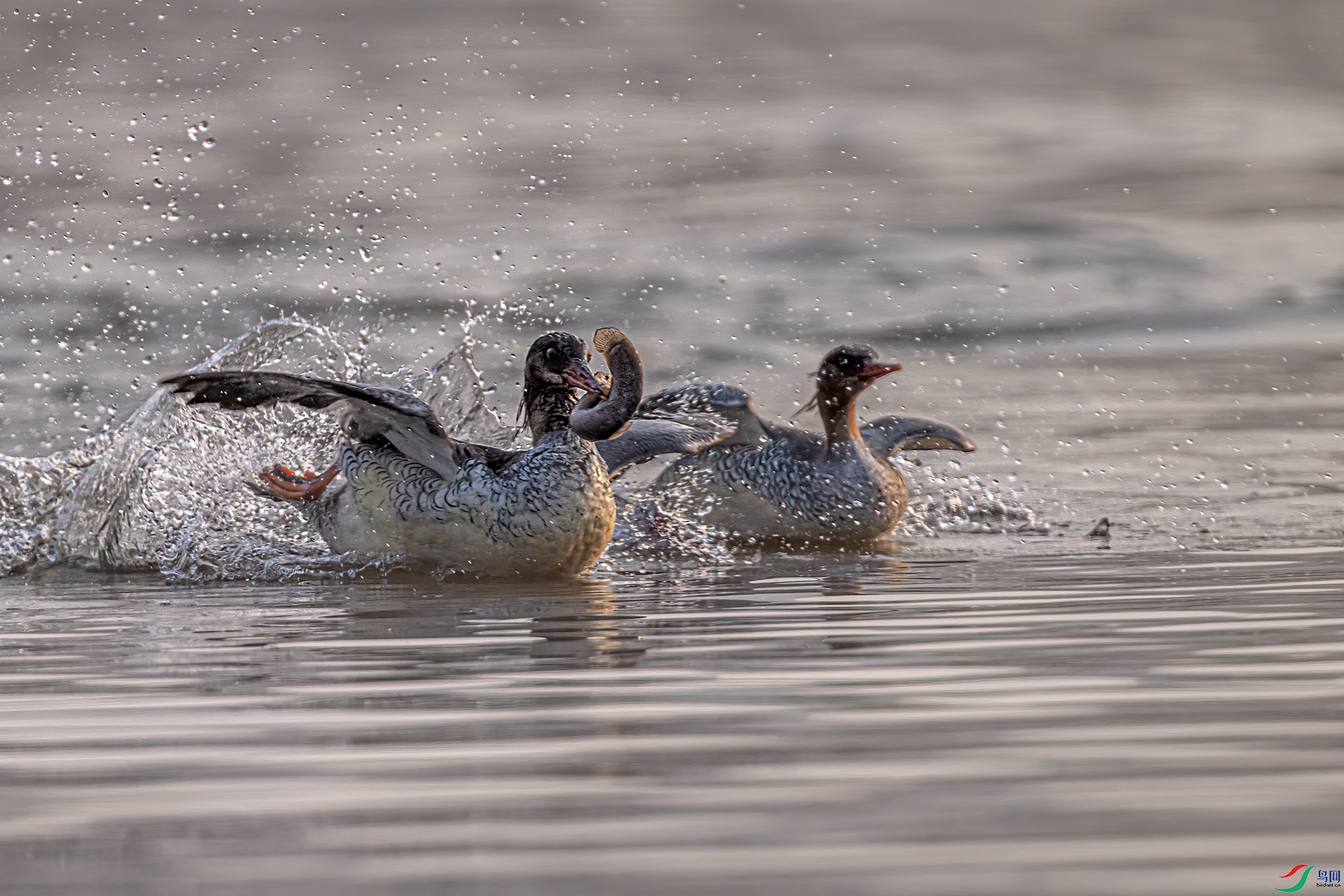 DSC_2450-11.jpg