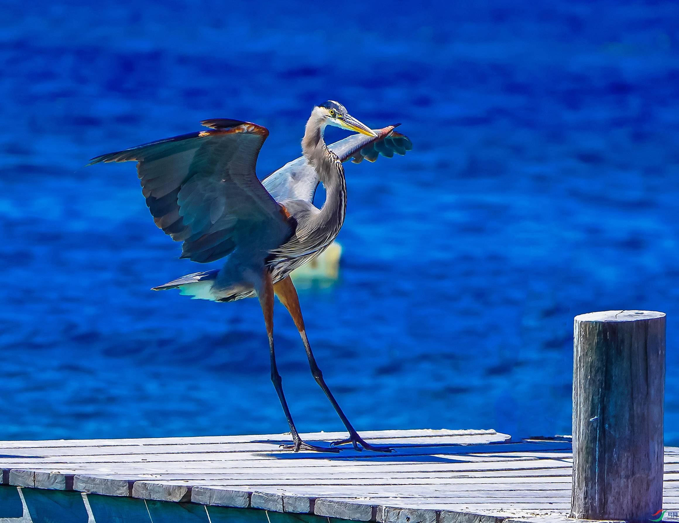 DSC08337-6x.jpg