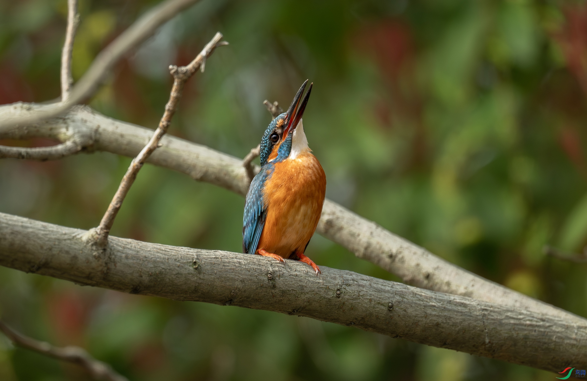 DSC_7417.jpg