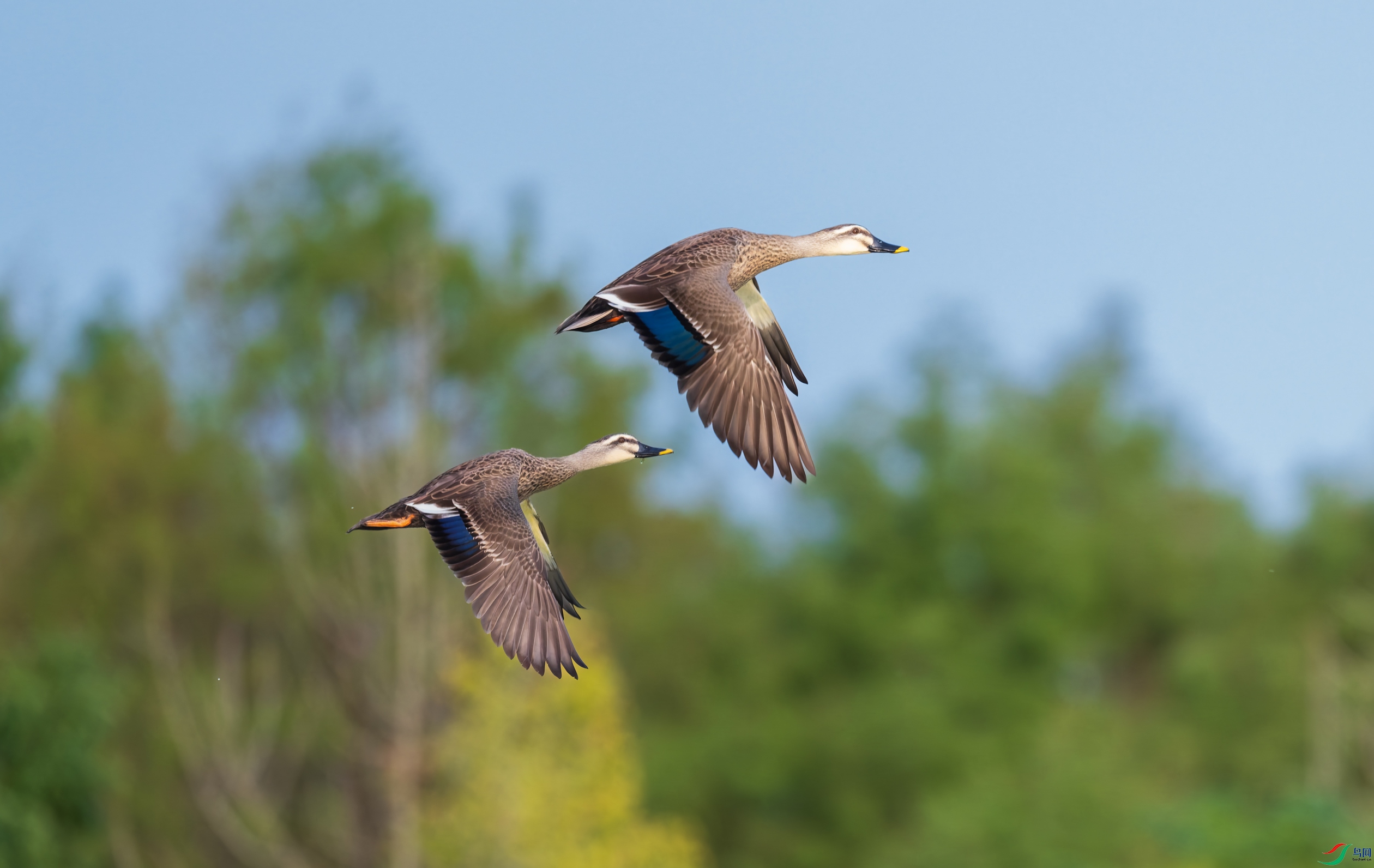 _DSC6709-DxO_DeepPRIME-3.jpg