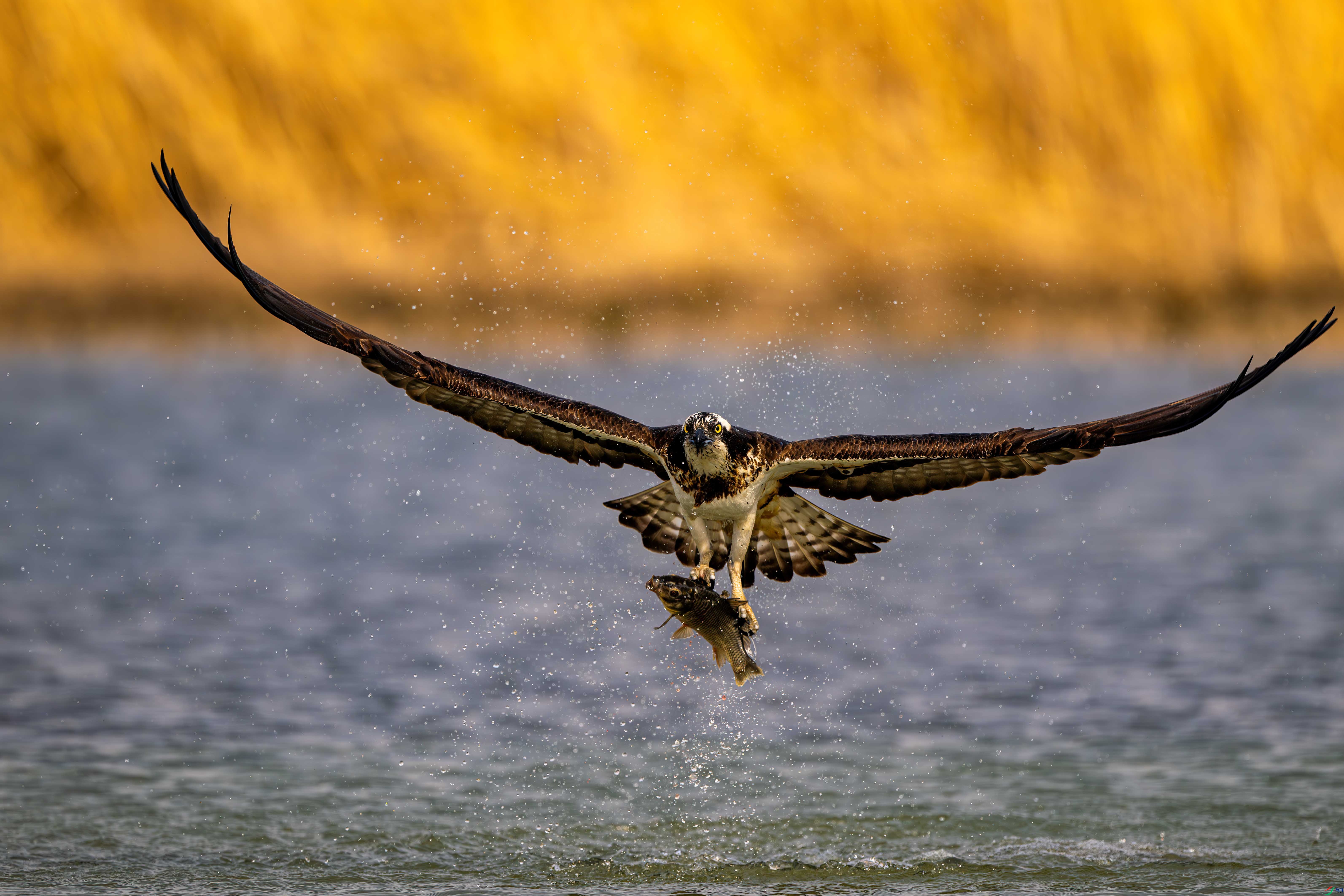 ����ץ��