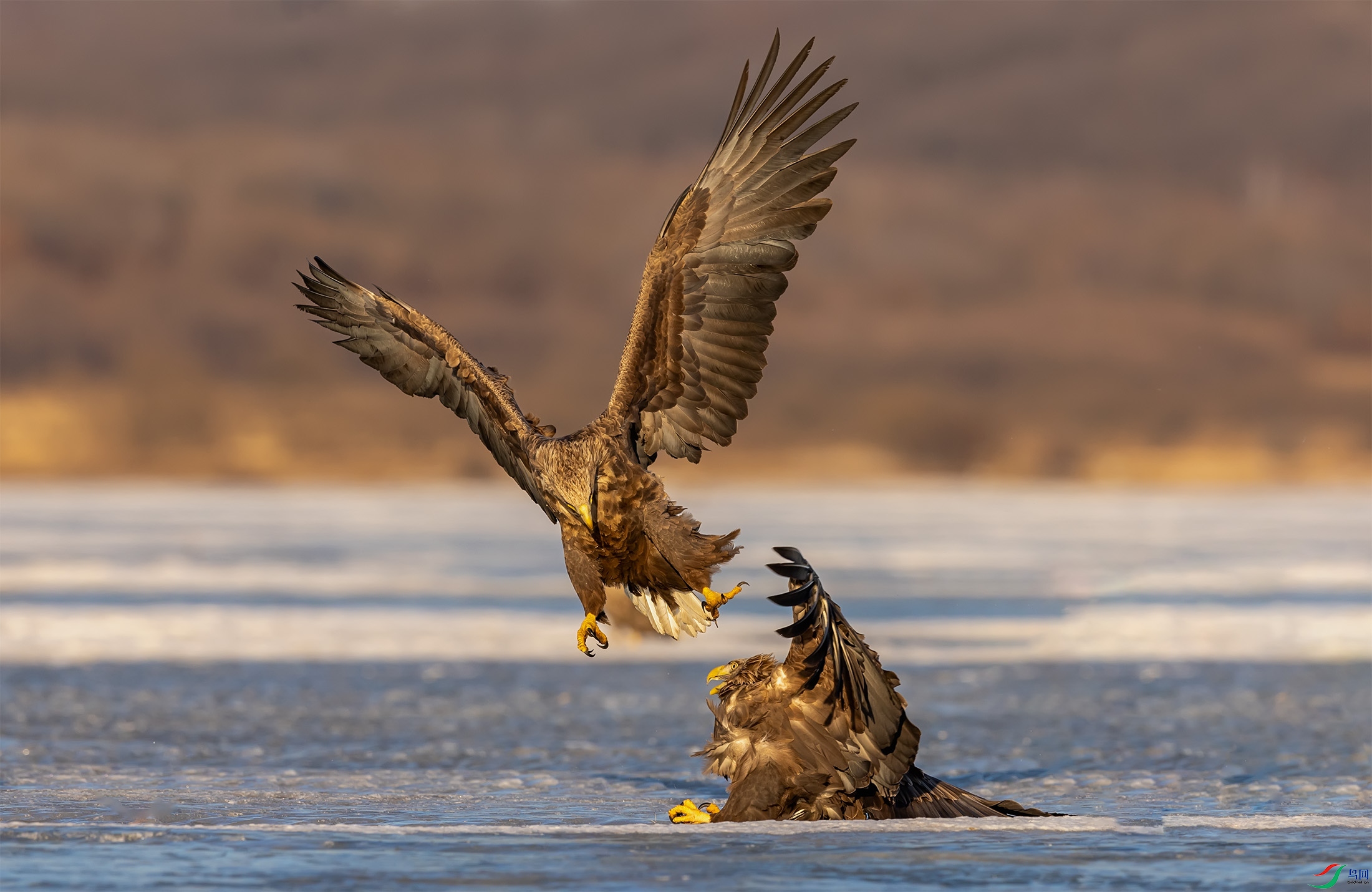 ��β����