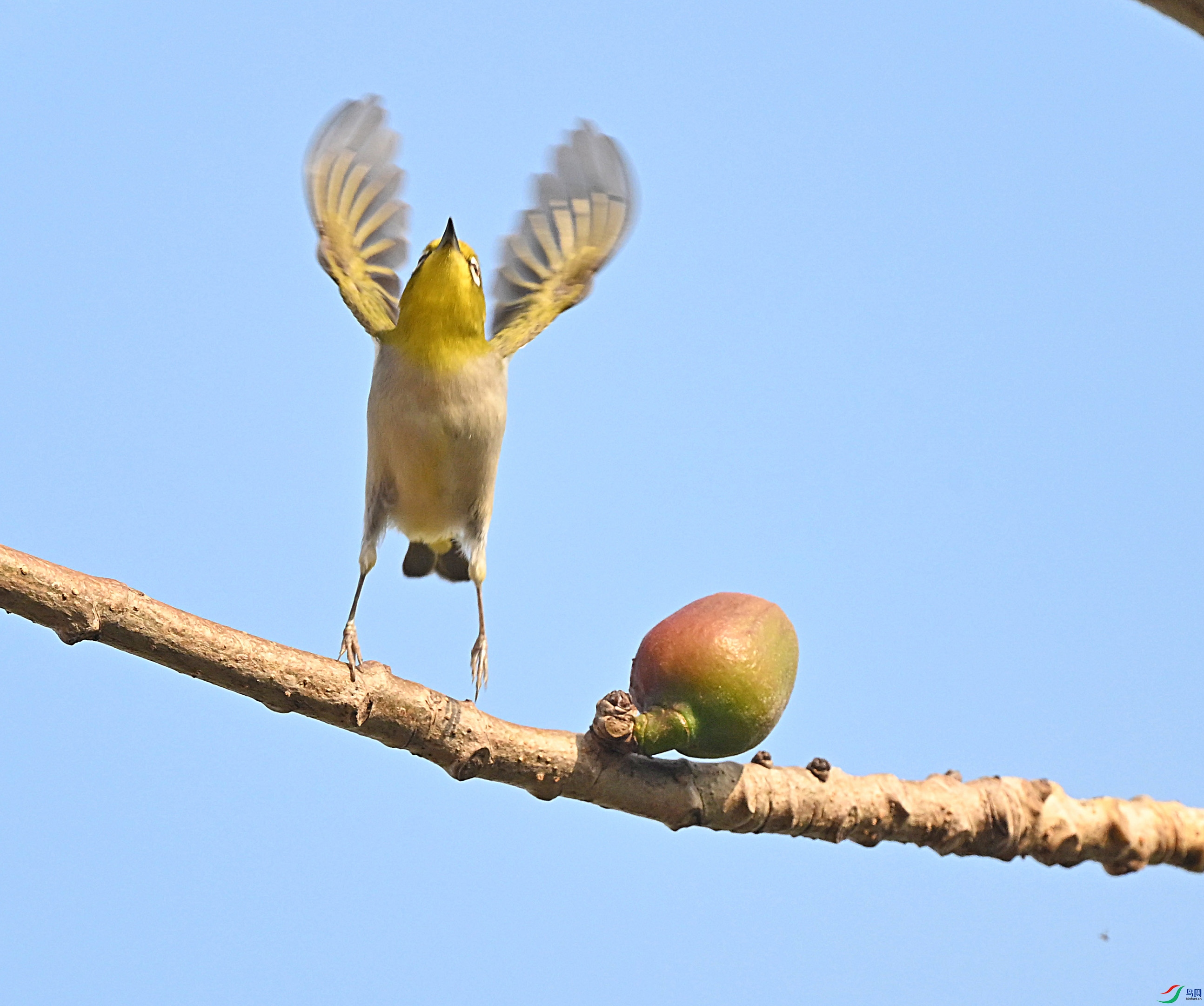 DSC_5982--1 ��������.jpg