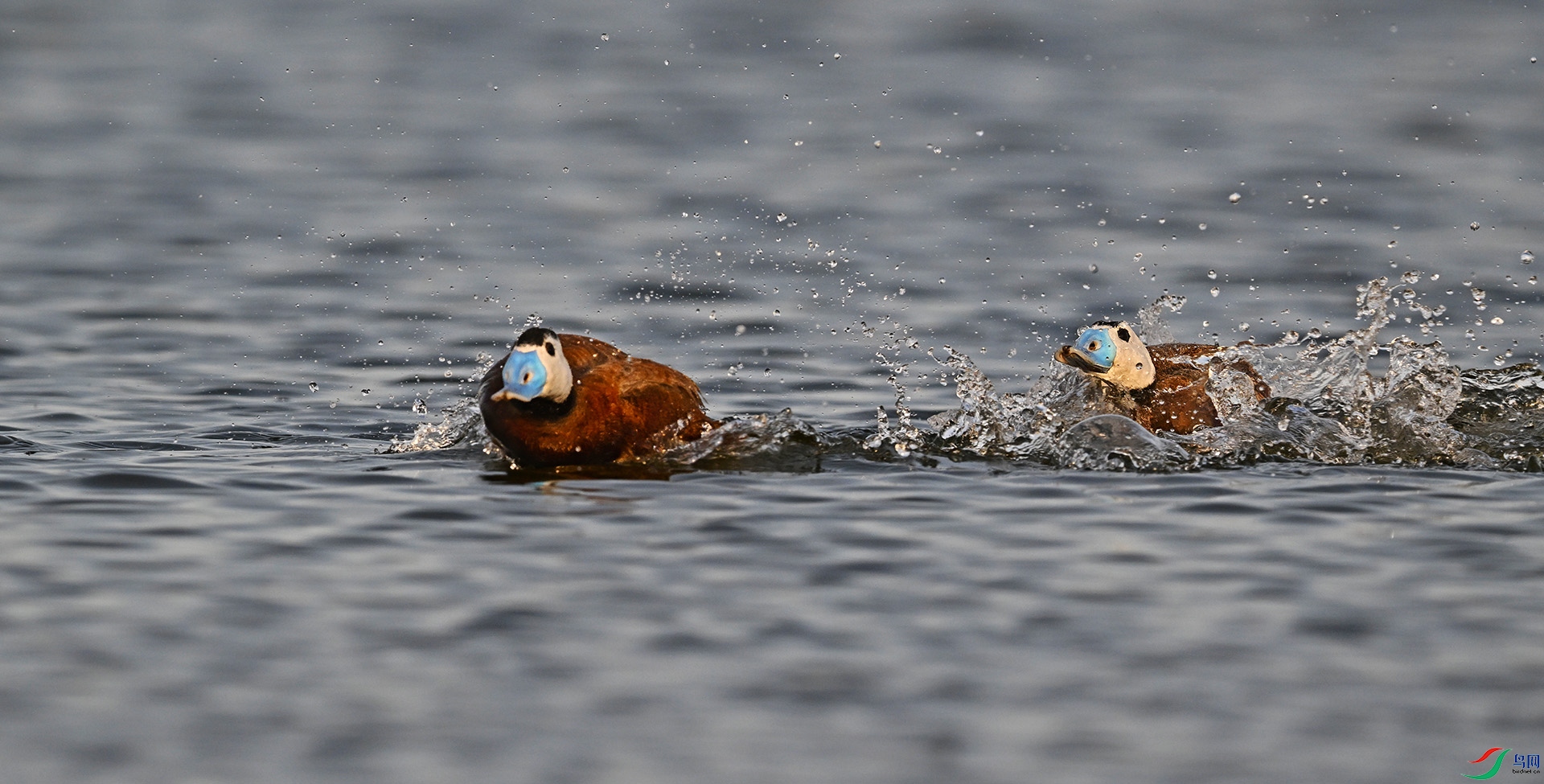 DSC_0293--2.jpg
