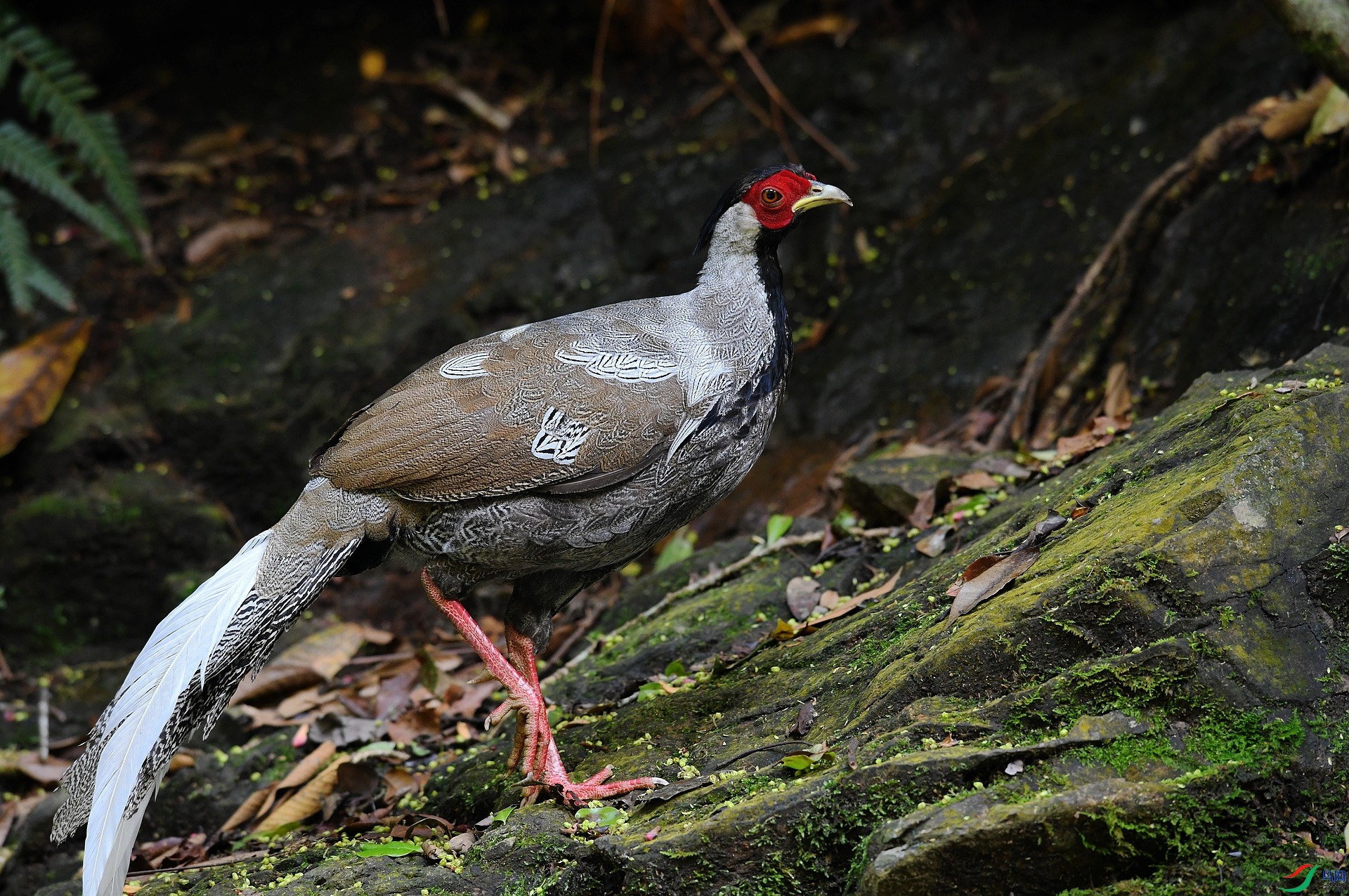 DSC_5155.jpg