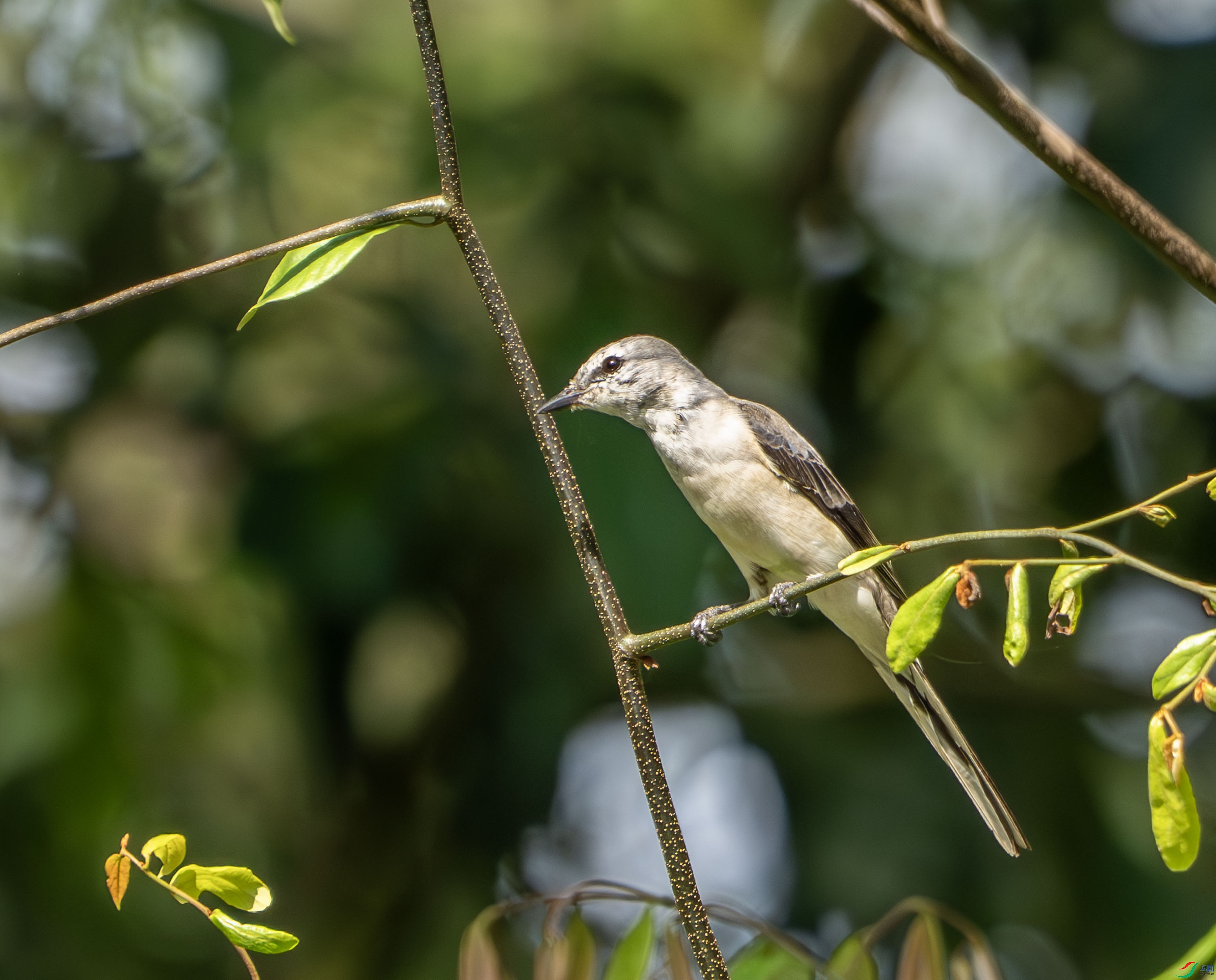 ��ɽ���� (5).jpg