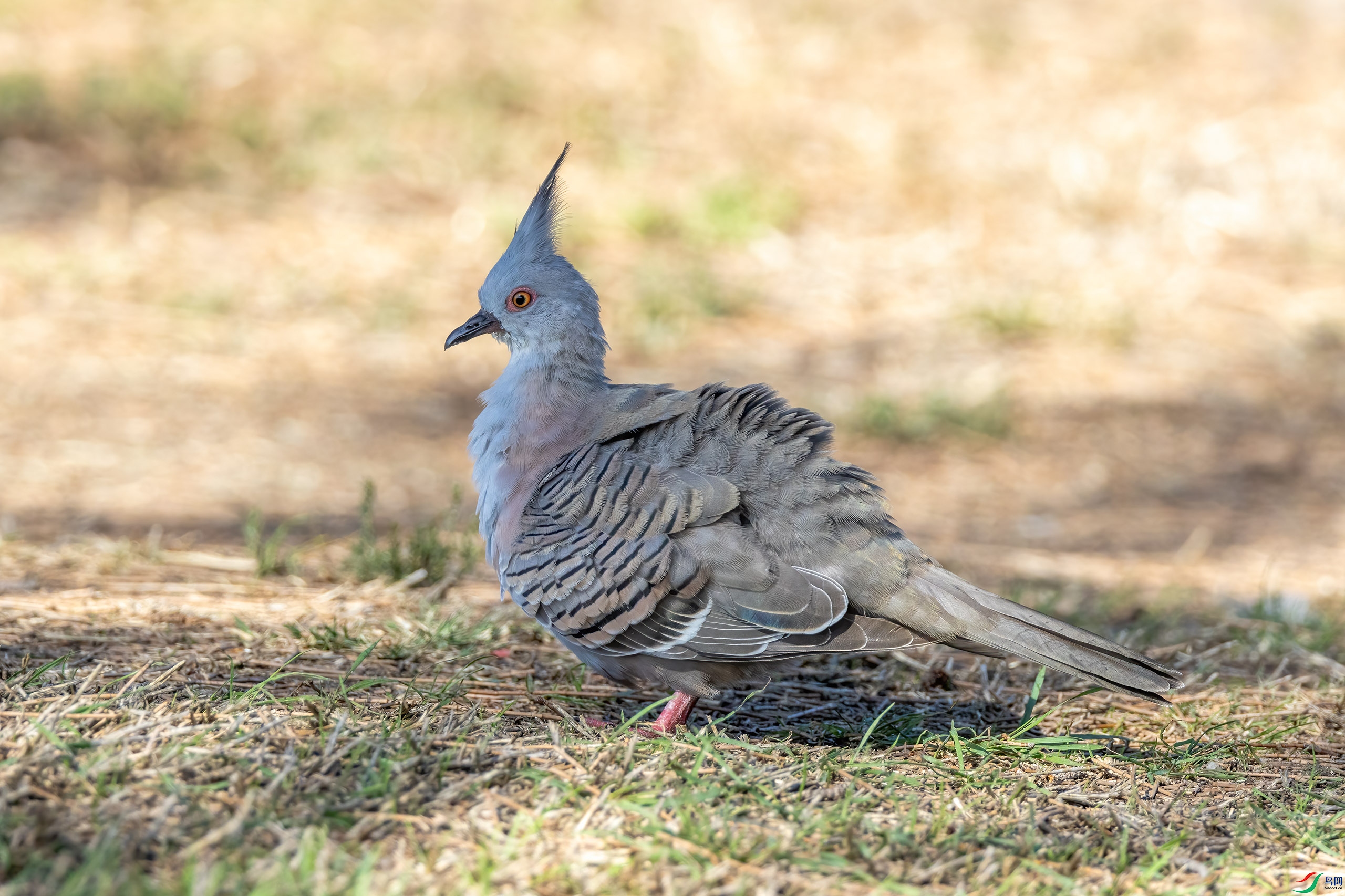 4E9A6734-.jpg