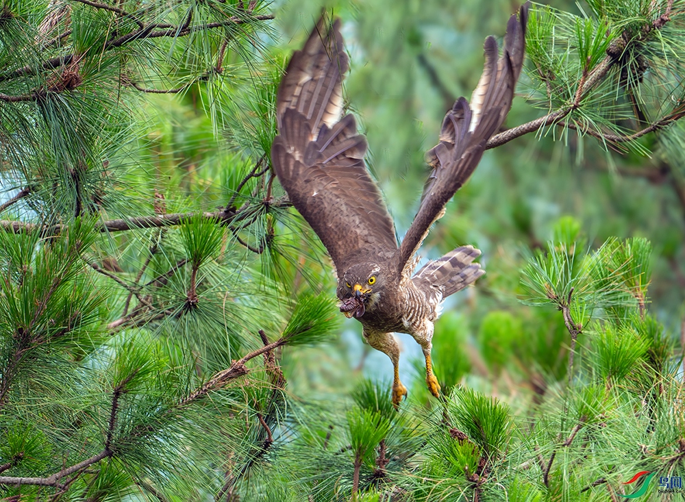 DSC_5418-����ǿ-NR ���� 2.jpg