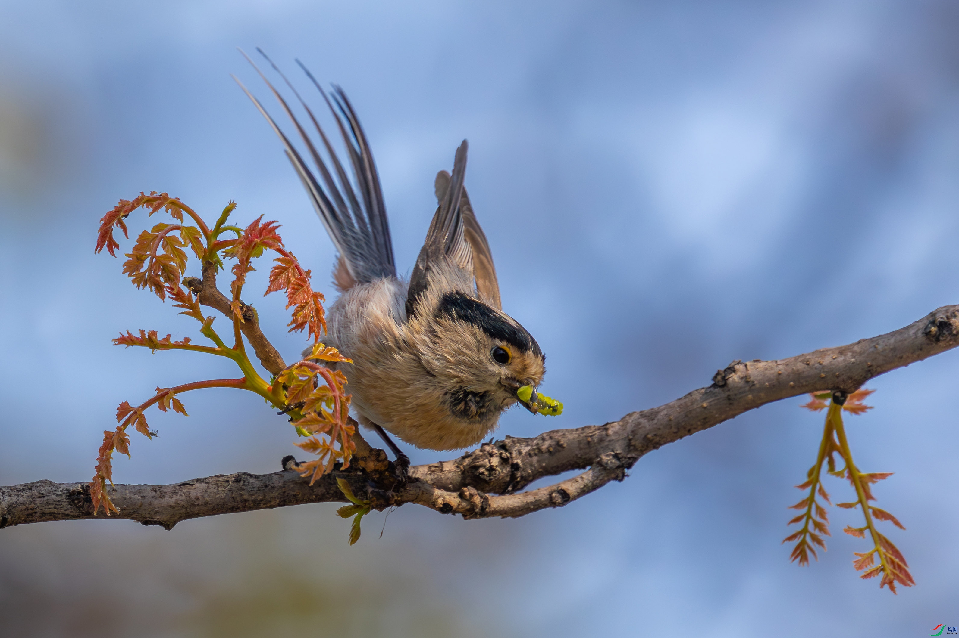 5N2A2403 2-1 ����.jpg