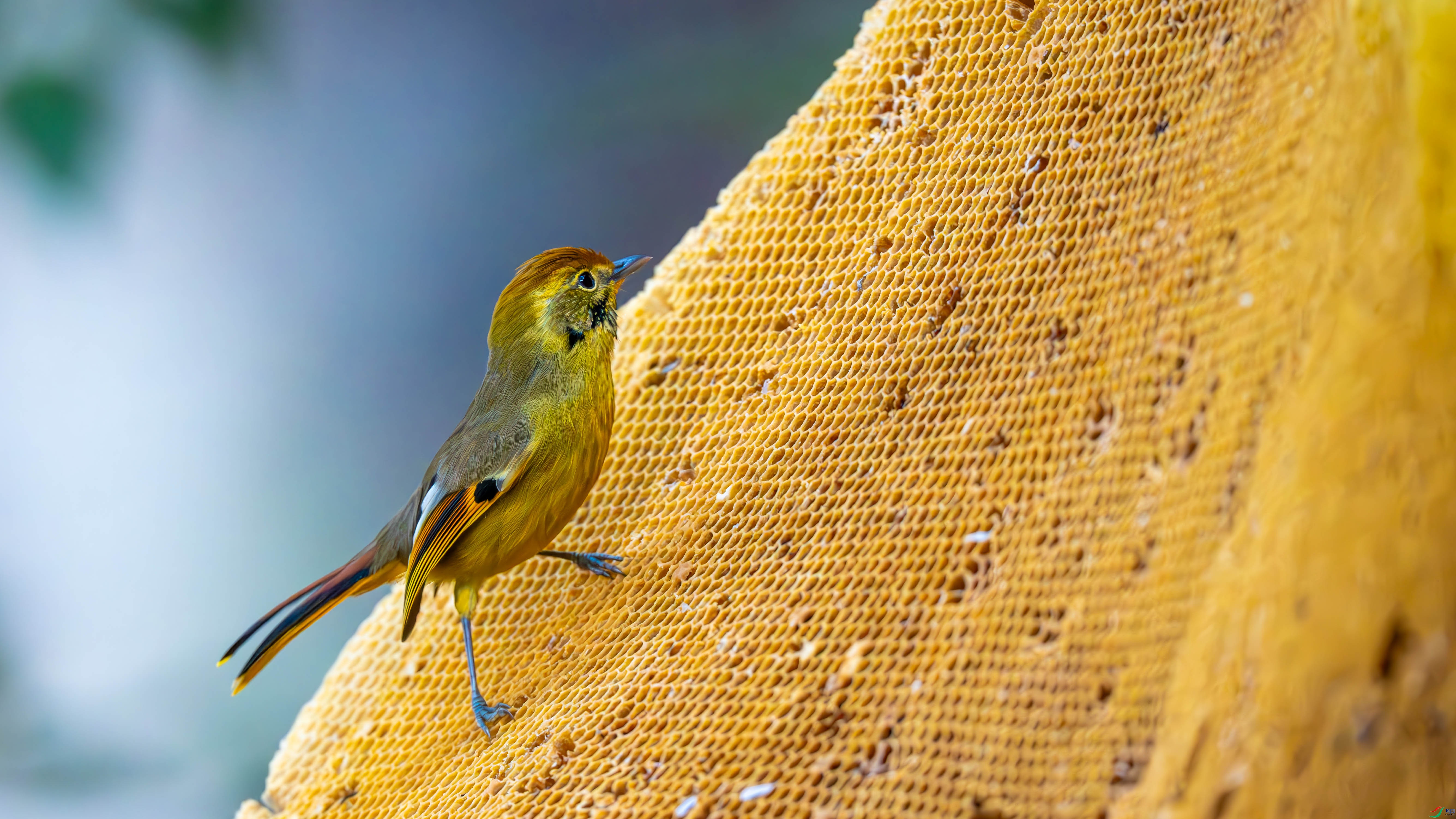 DSC01942 ����.jpg