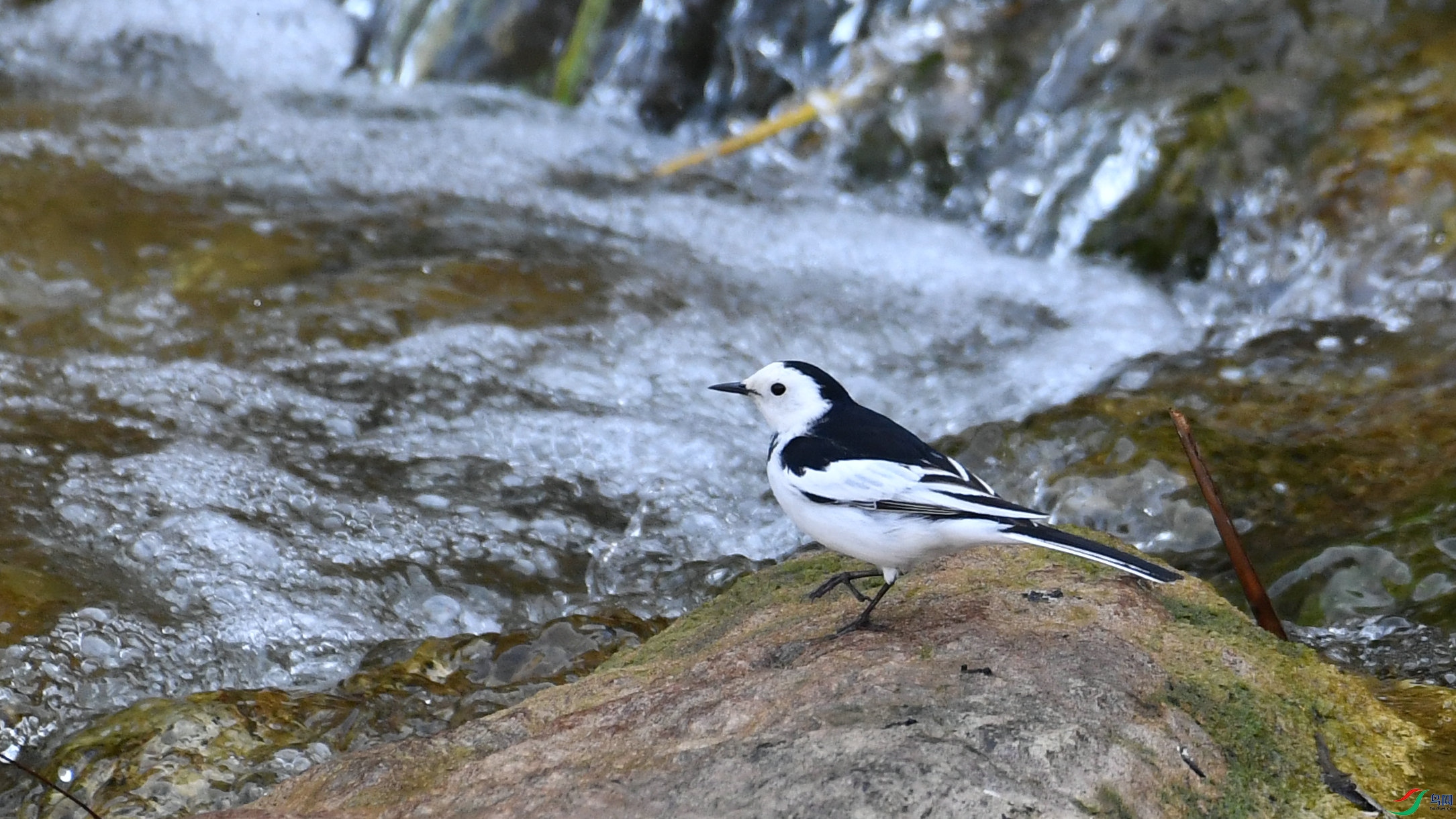 DSC_7438.JPG