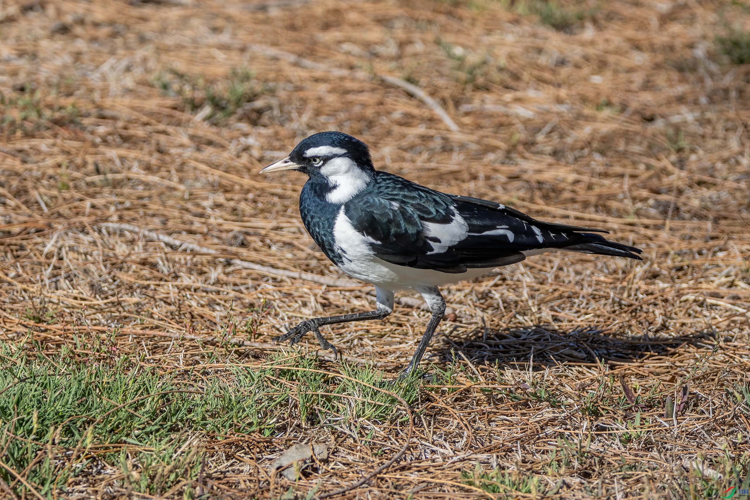 4E9A6717-ȵ�ң�ѧ����Grallina cyanoleuca������.jpg