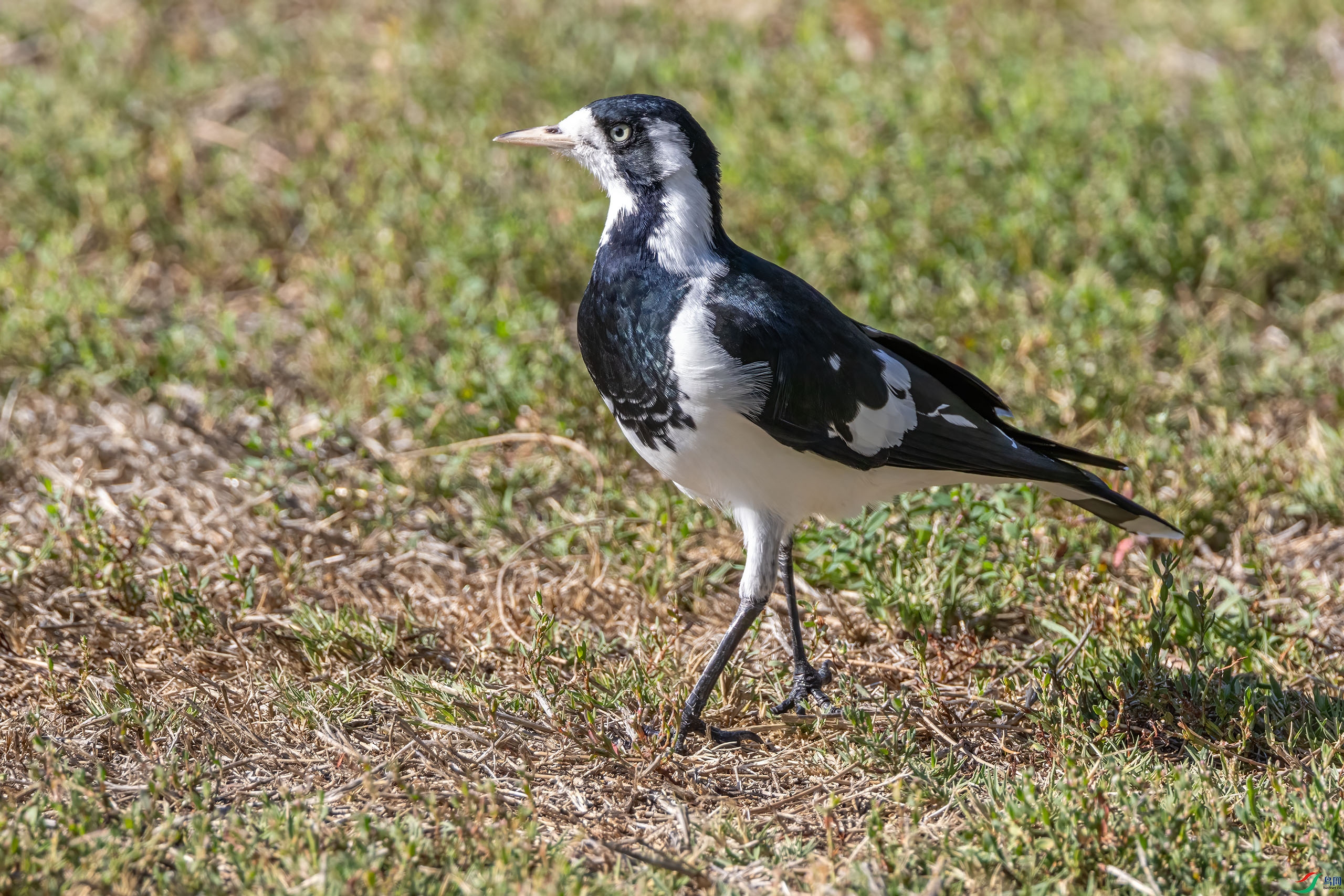 4E9A6615-.jpg