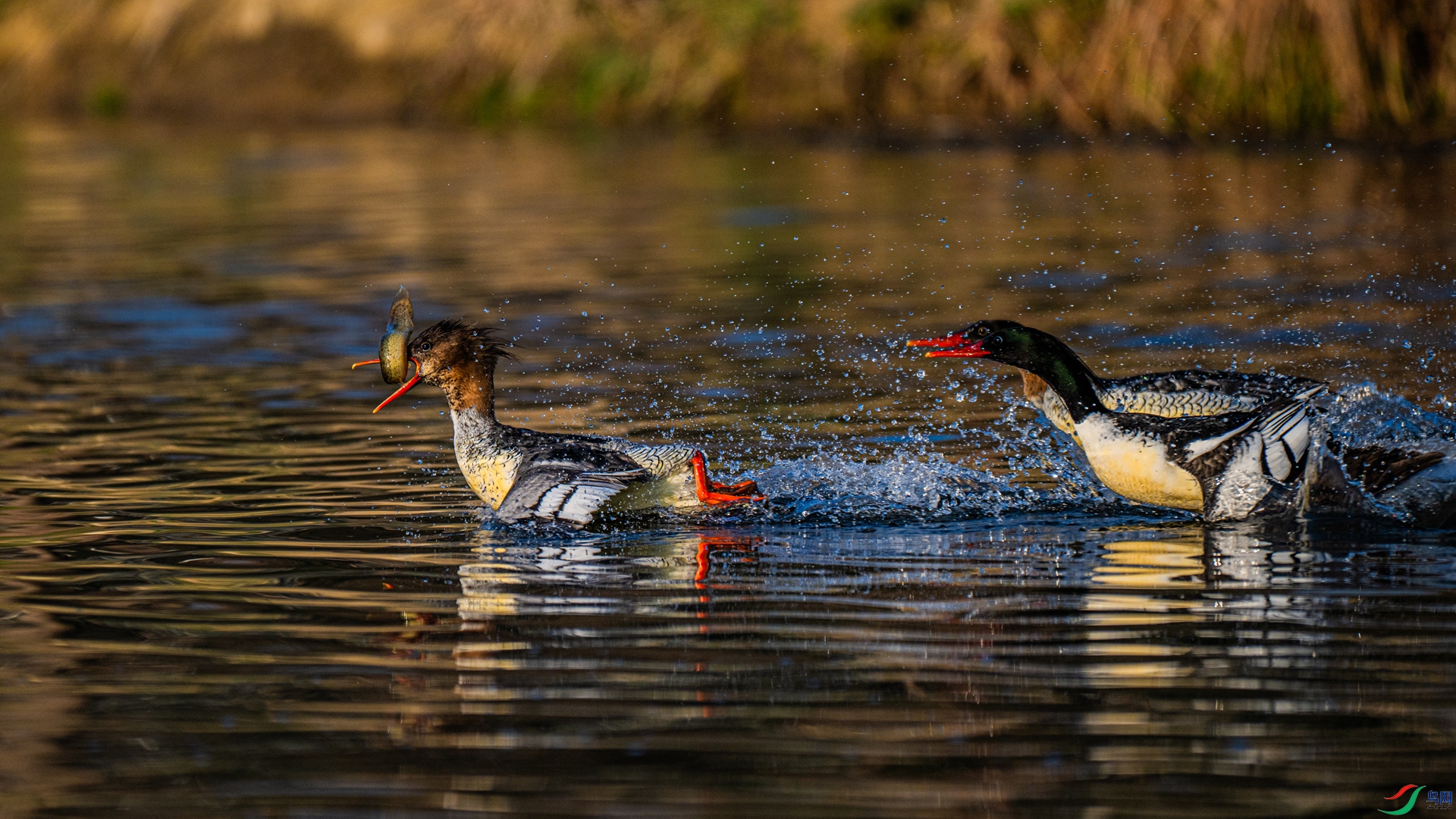 DSC_6253-1_����.jpg