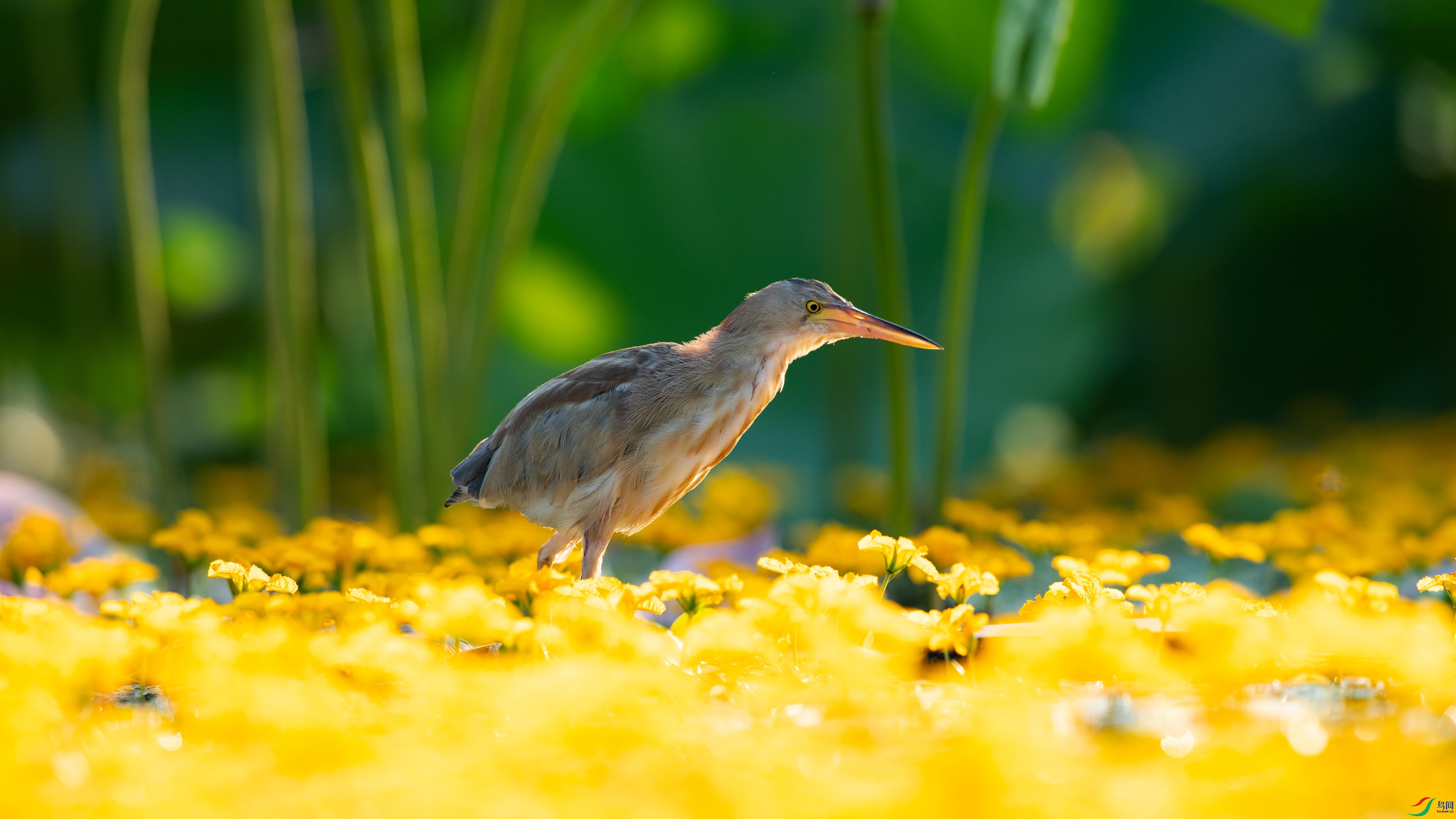 DSC_6470.jpg