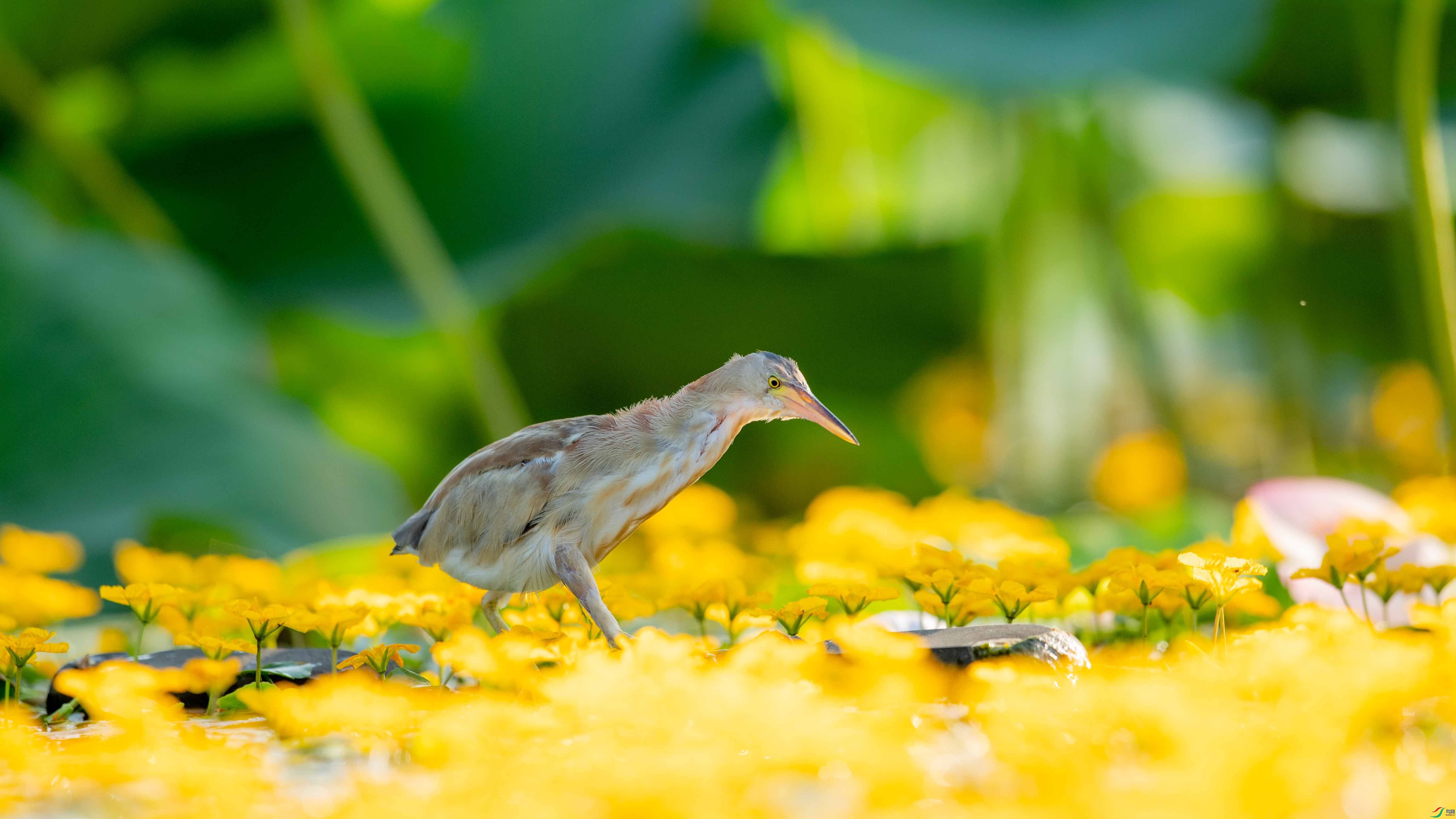 DSC_6901.jpg