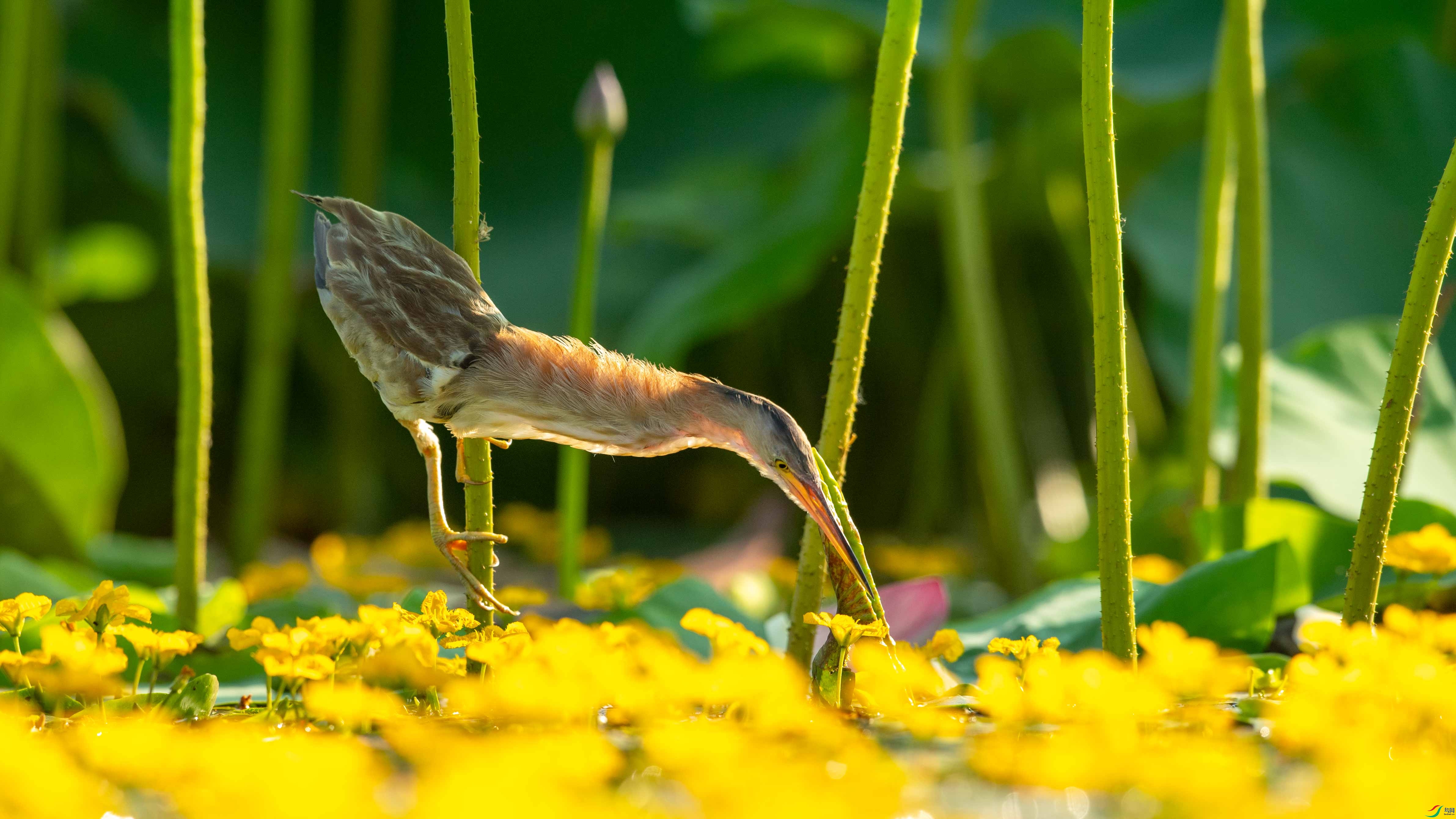 DSC_6809.jpg