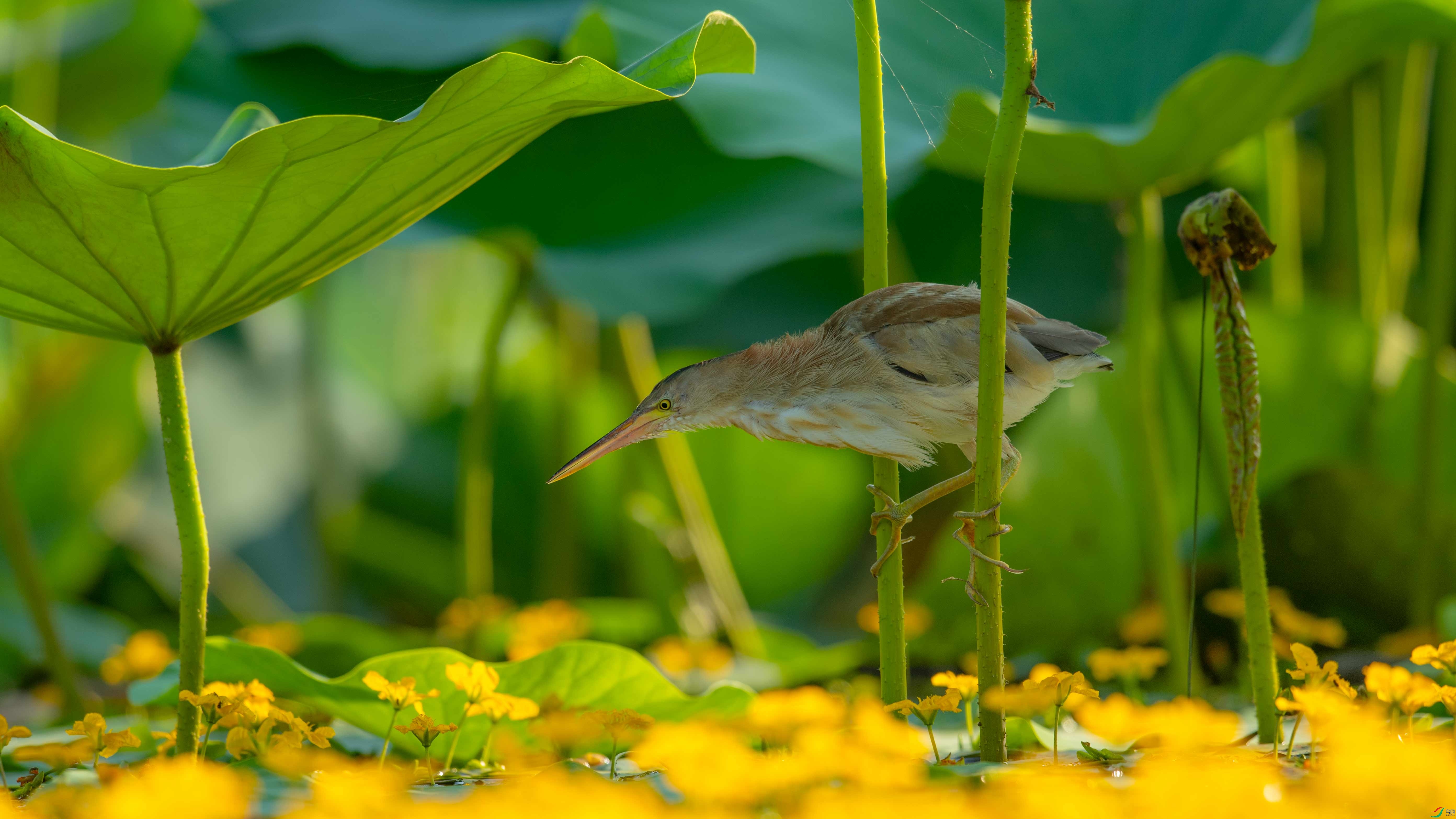 DSC_6858.jpg