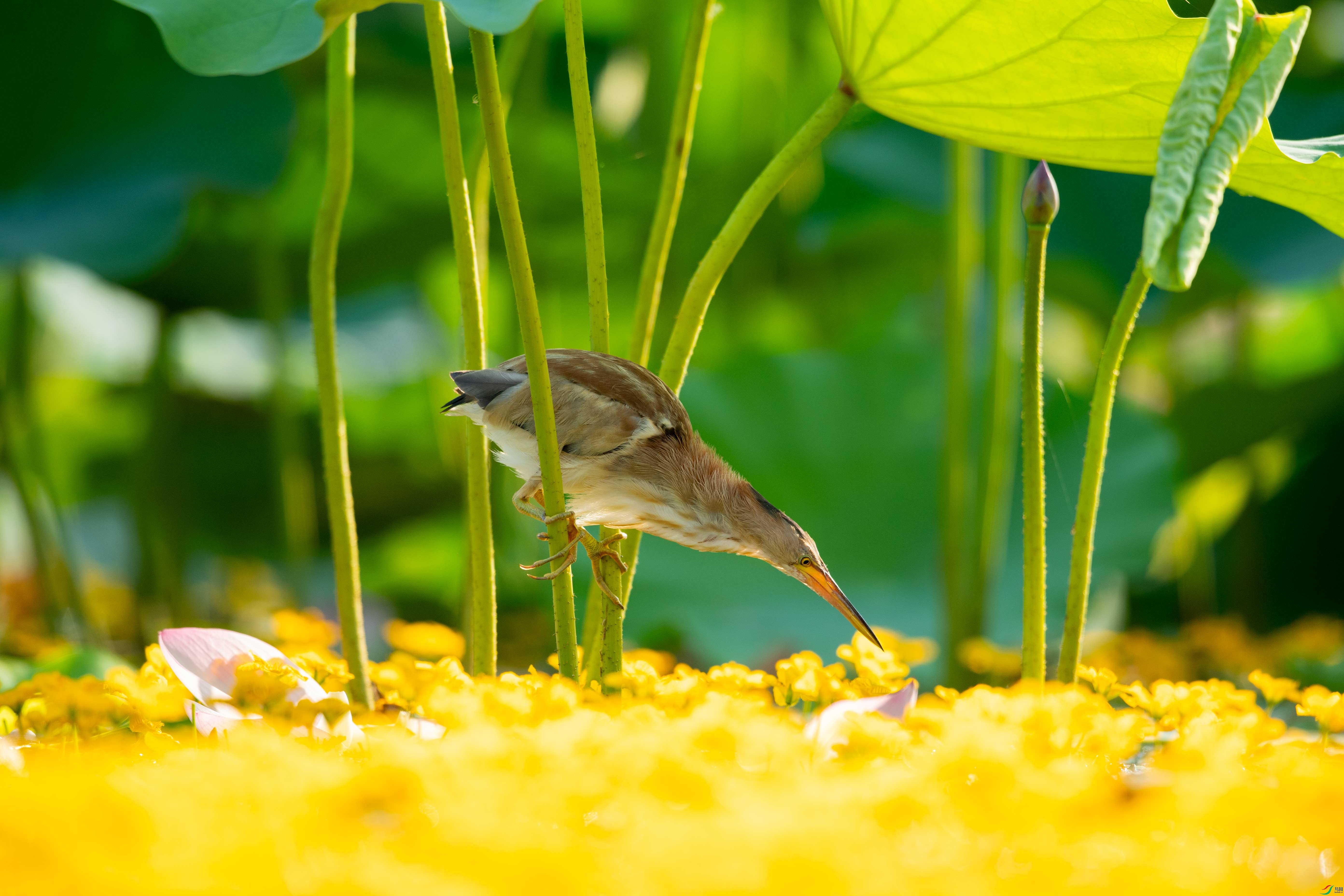 DSC_7120.jpg