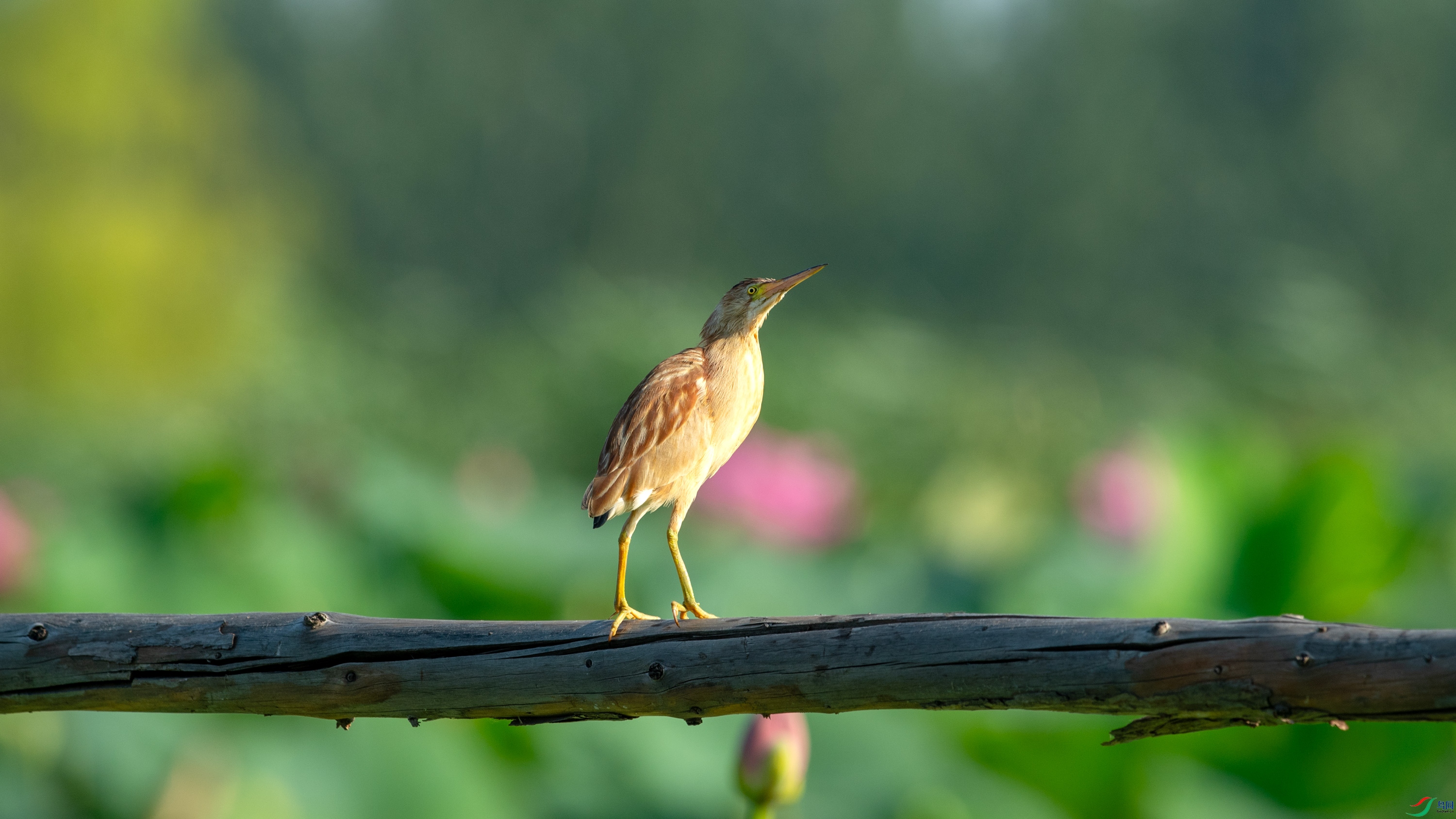 DSC_7237.jpg