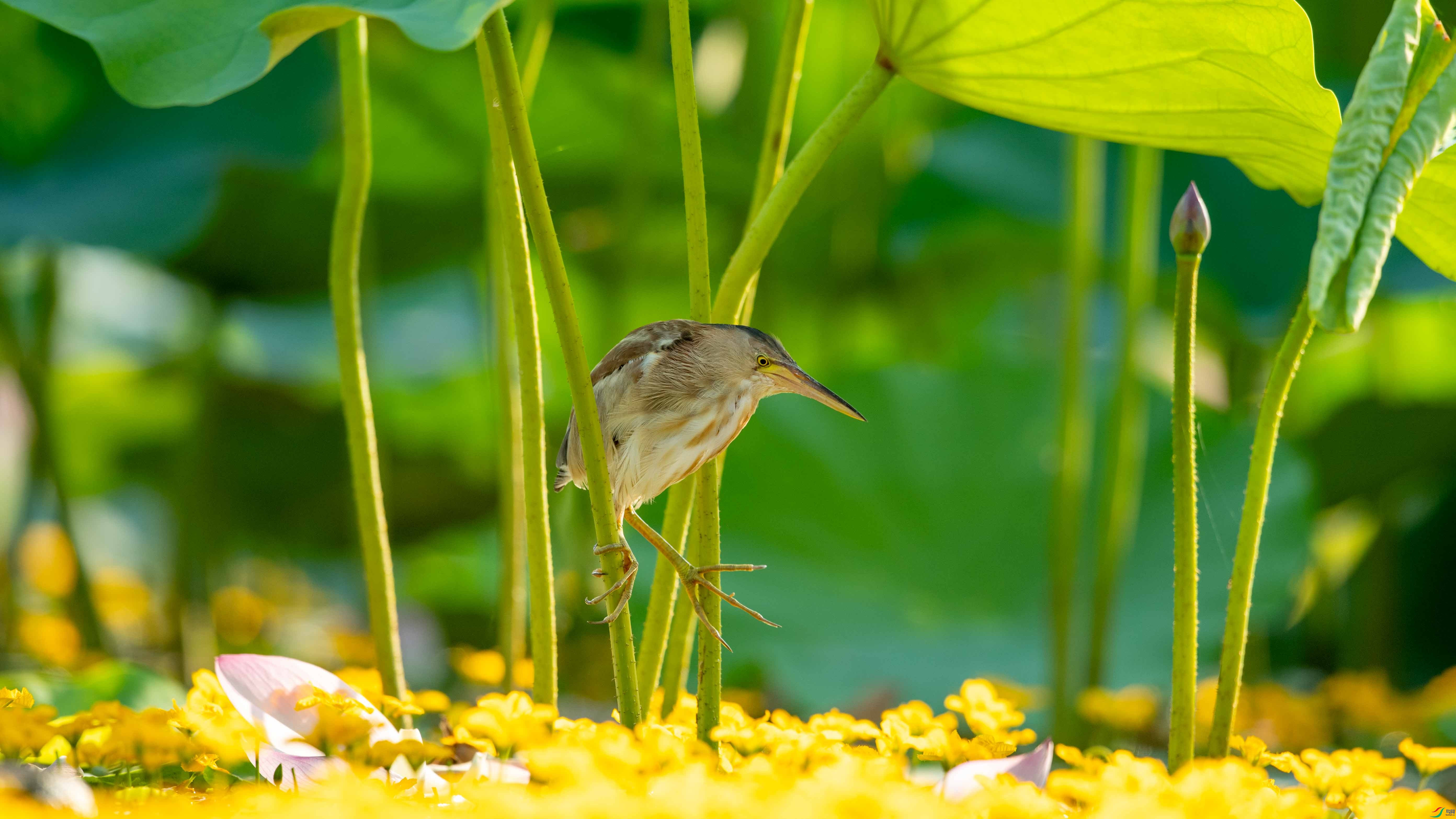 DSC_7060.jpg