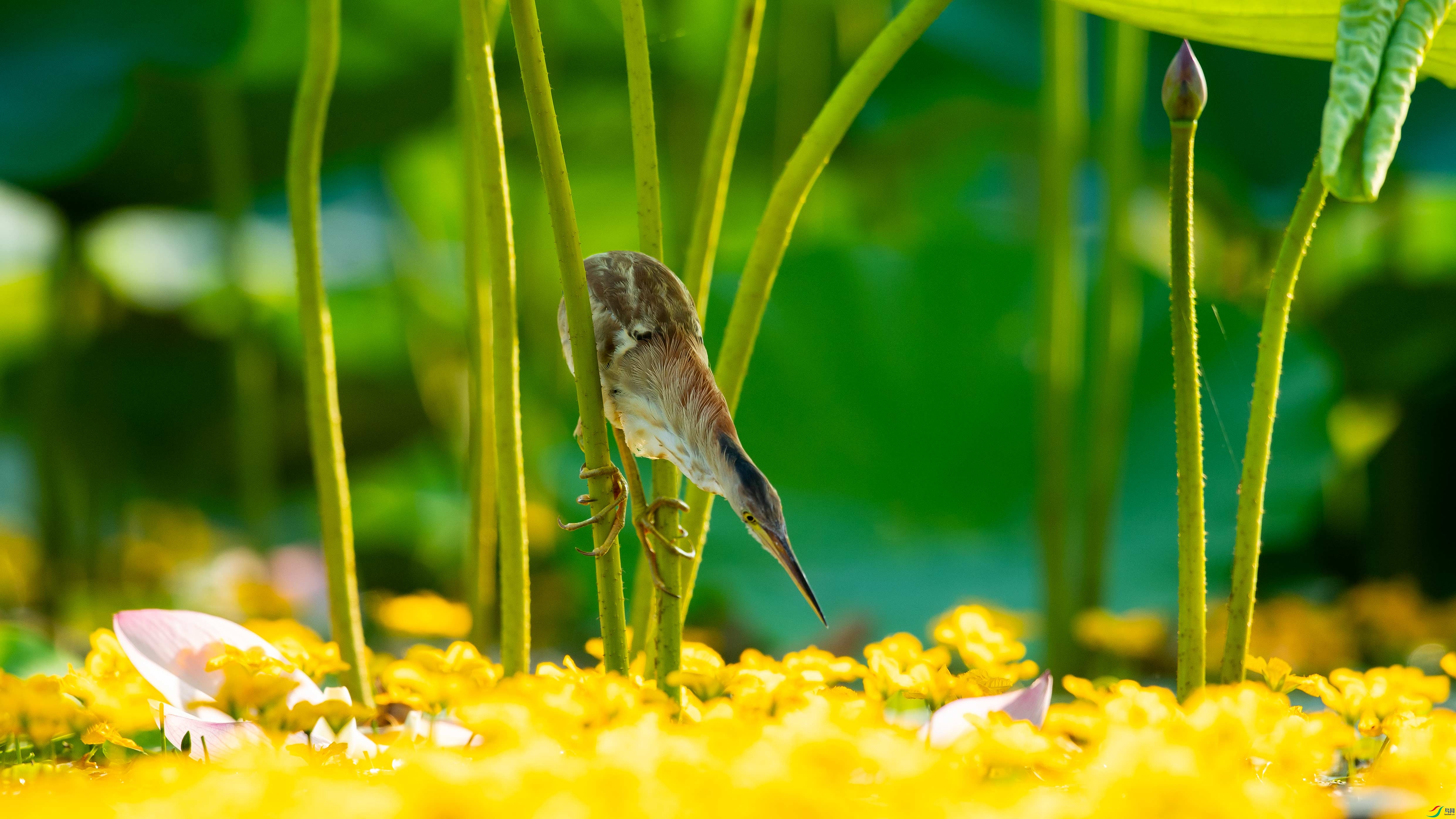 DSC_7029.jpg
