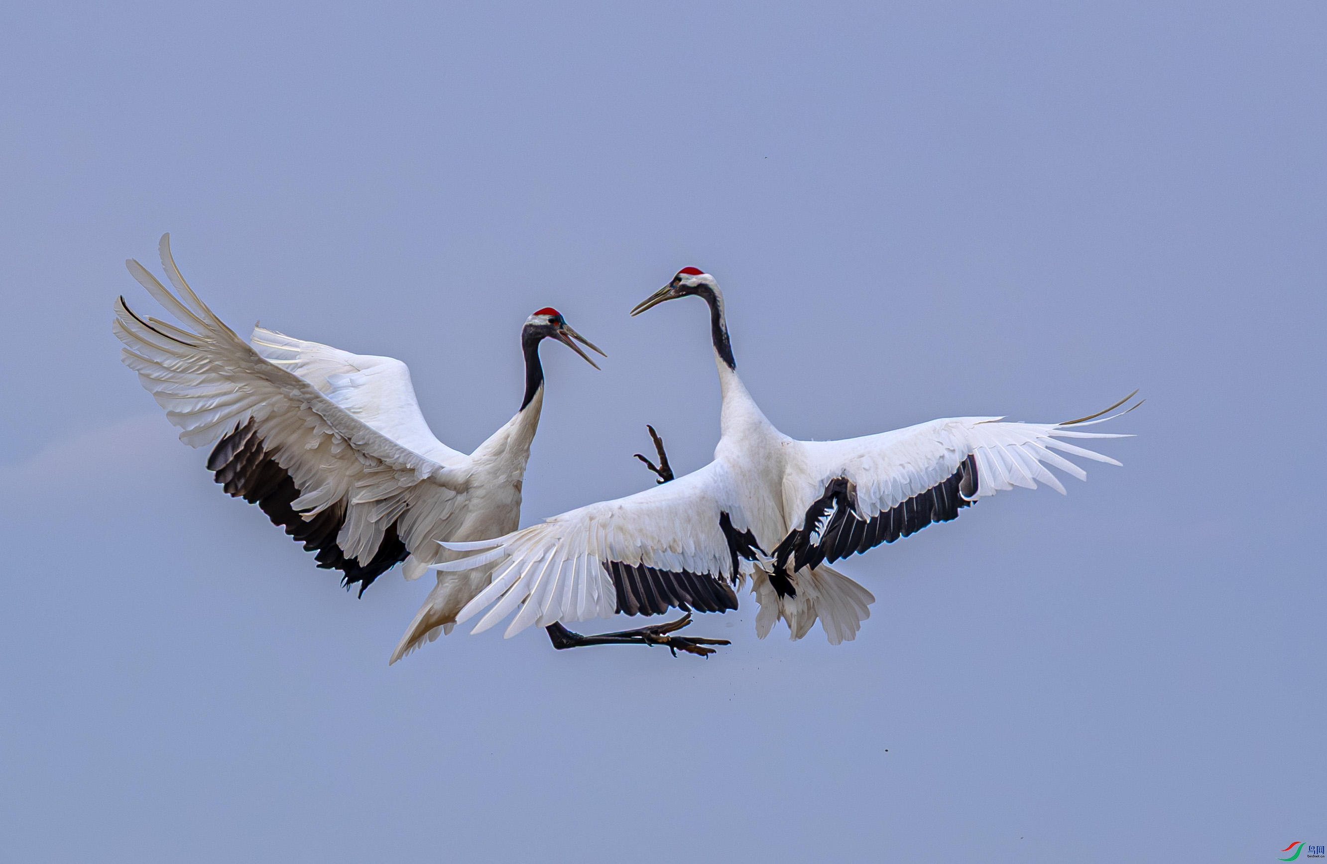 DSCF0529 ����.jpg