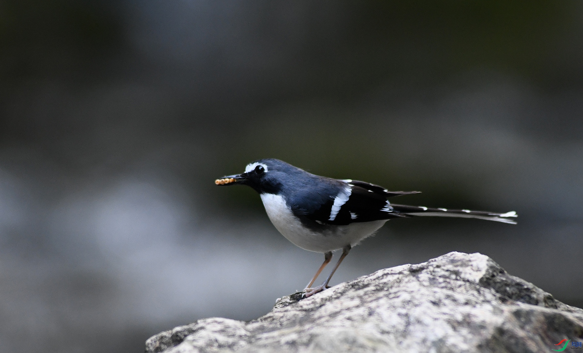 DSC_1558.jpg