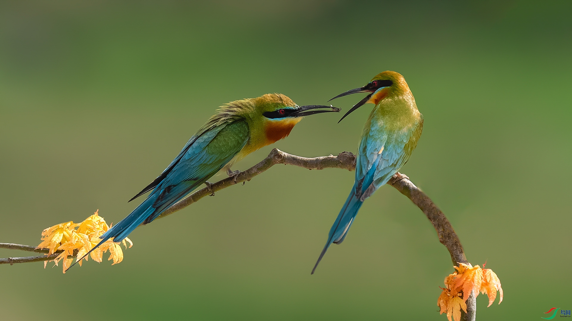 ���Ĵ���