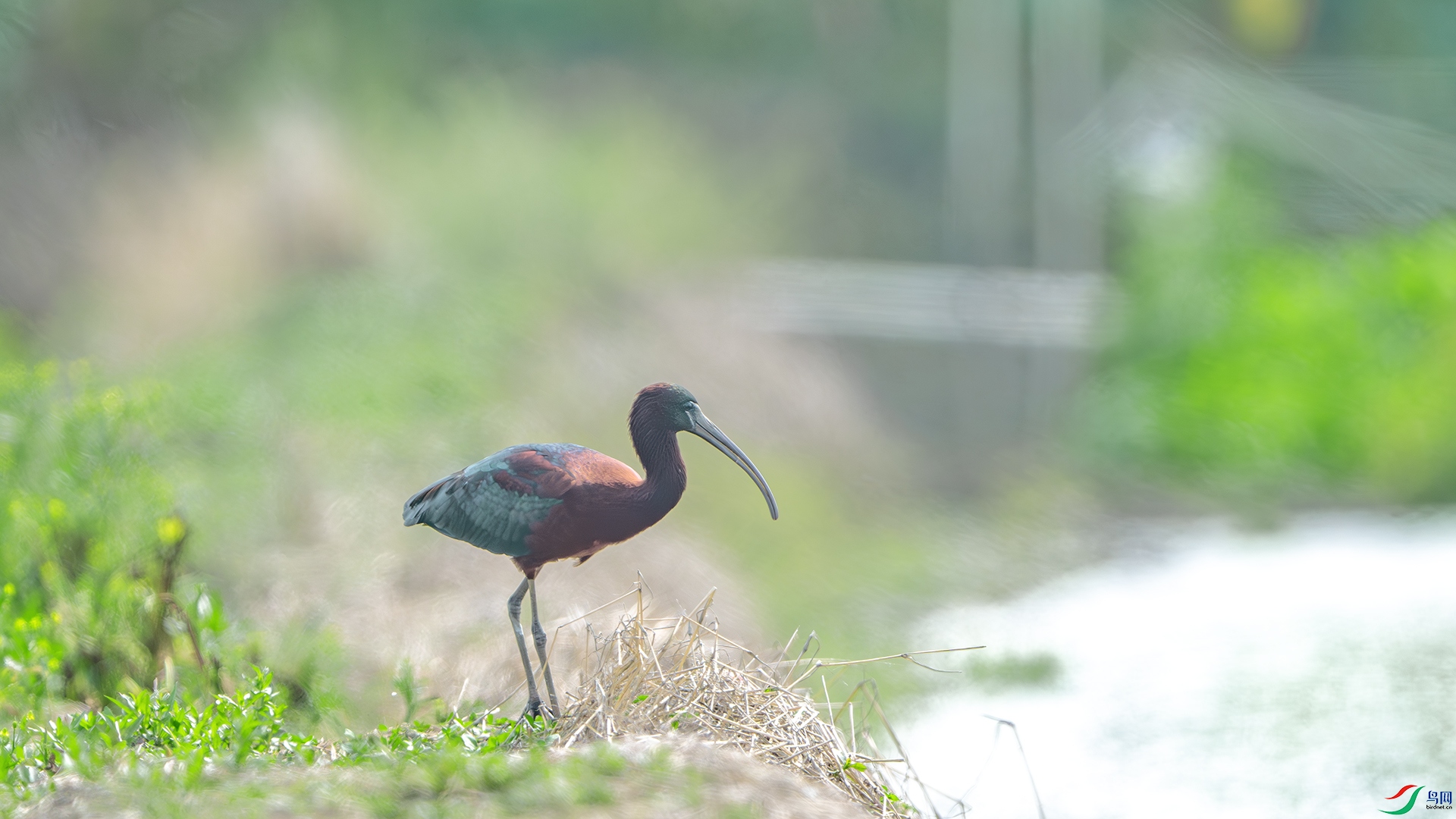 DSC_1531-����ǿ-NR ����.jpg