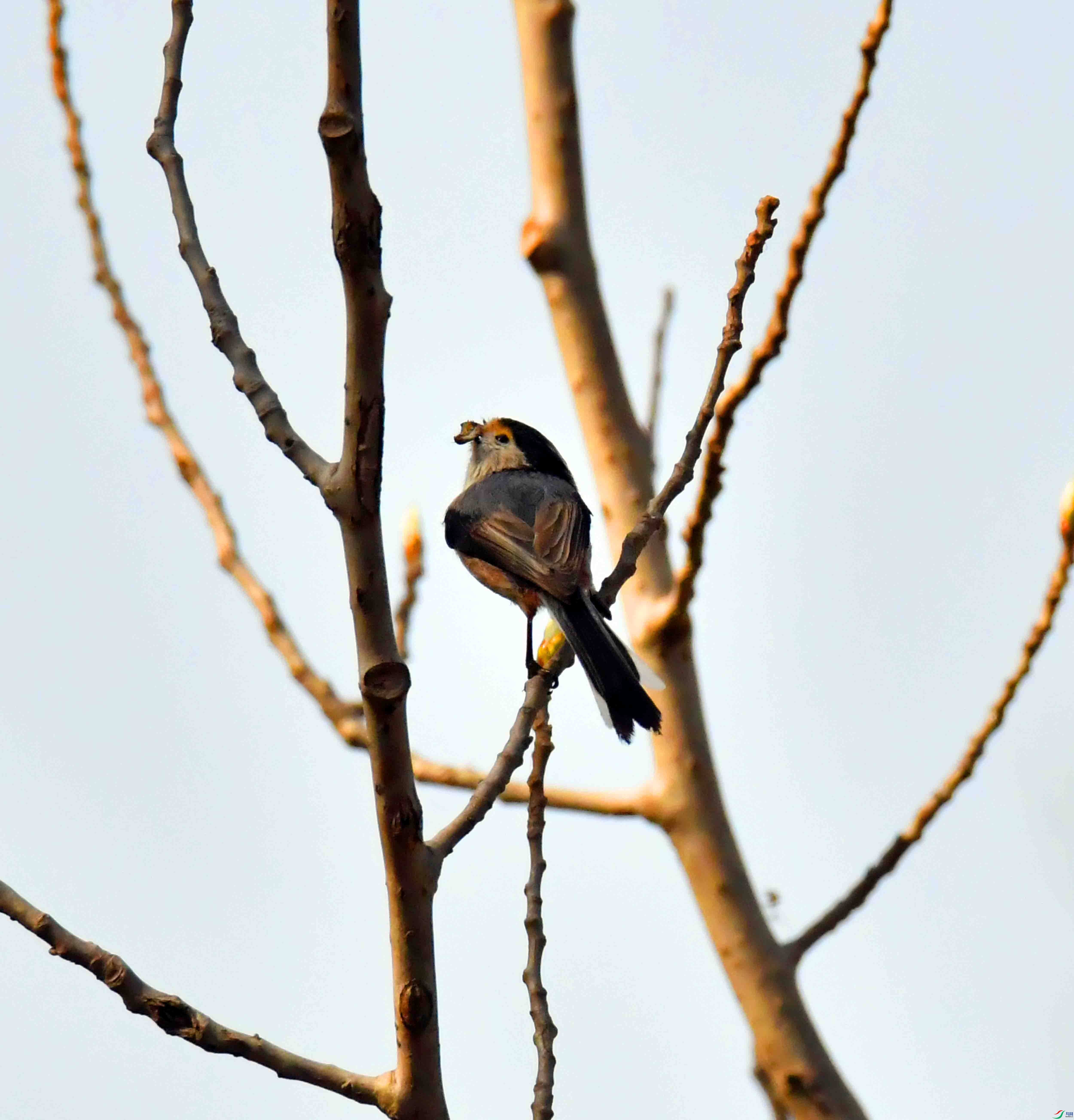 DSC_1387.JPG