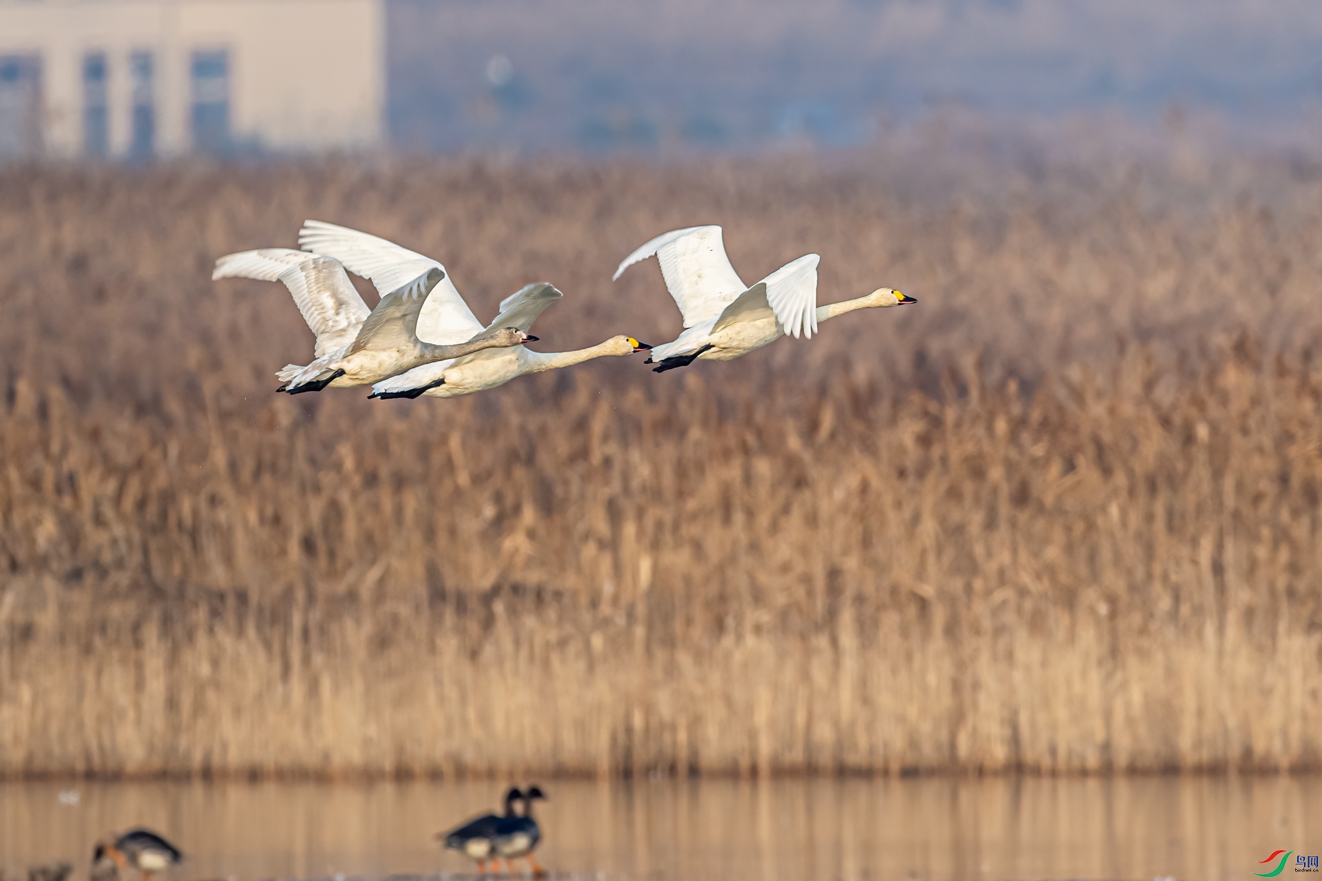 DSC_0750-11.jpg