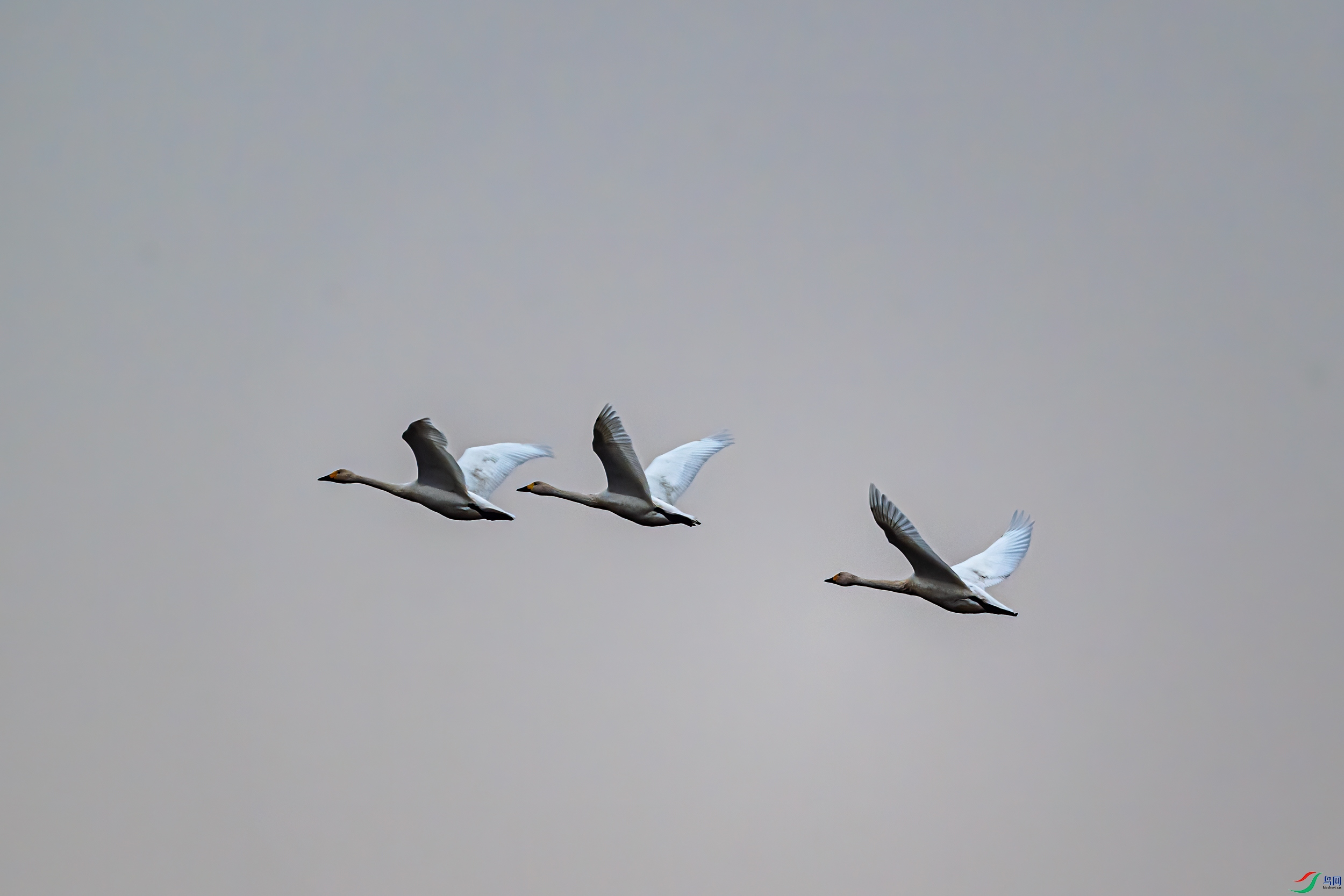 DSC_9353-11.jpg