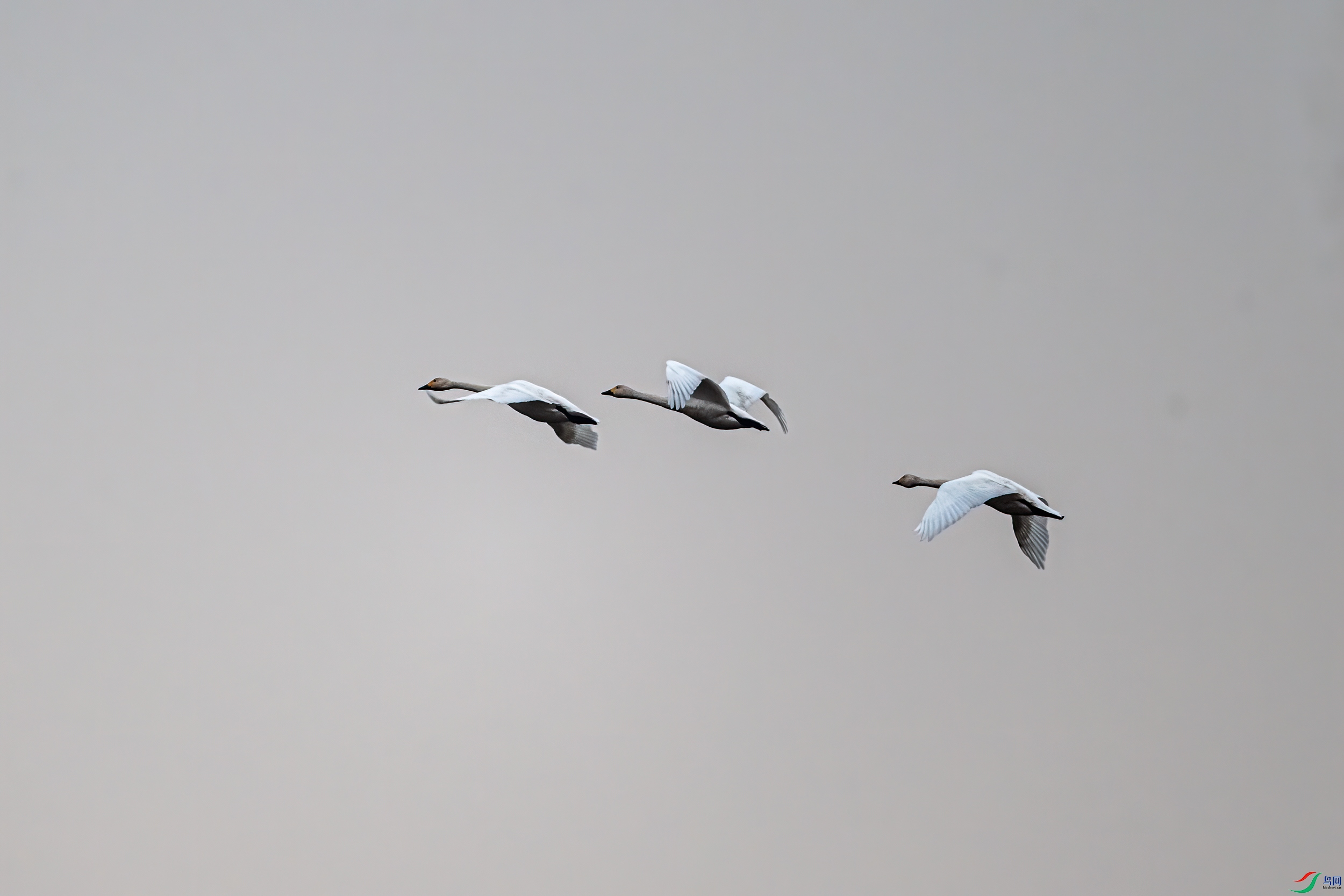 DSC_9381-11.jpg