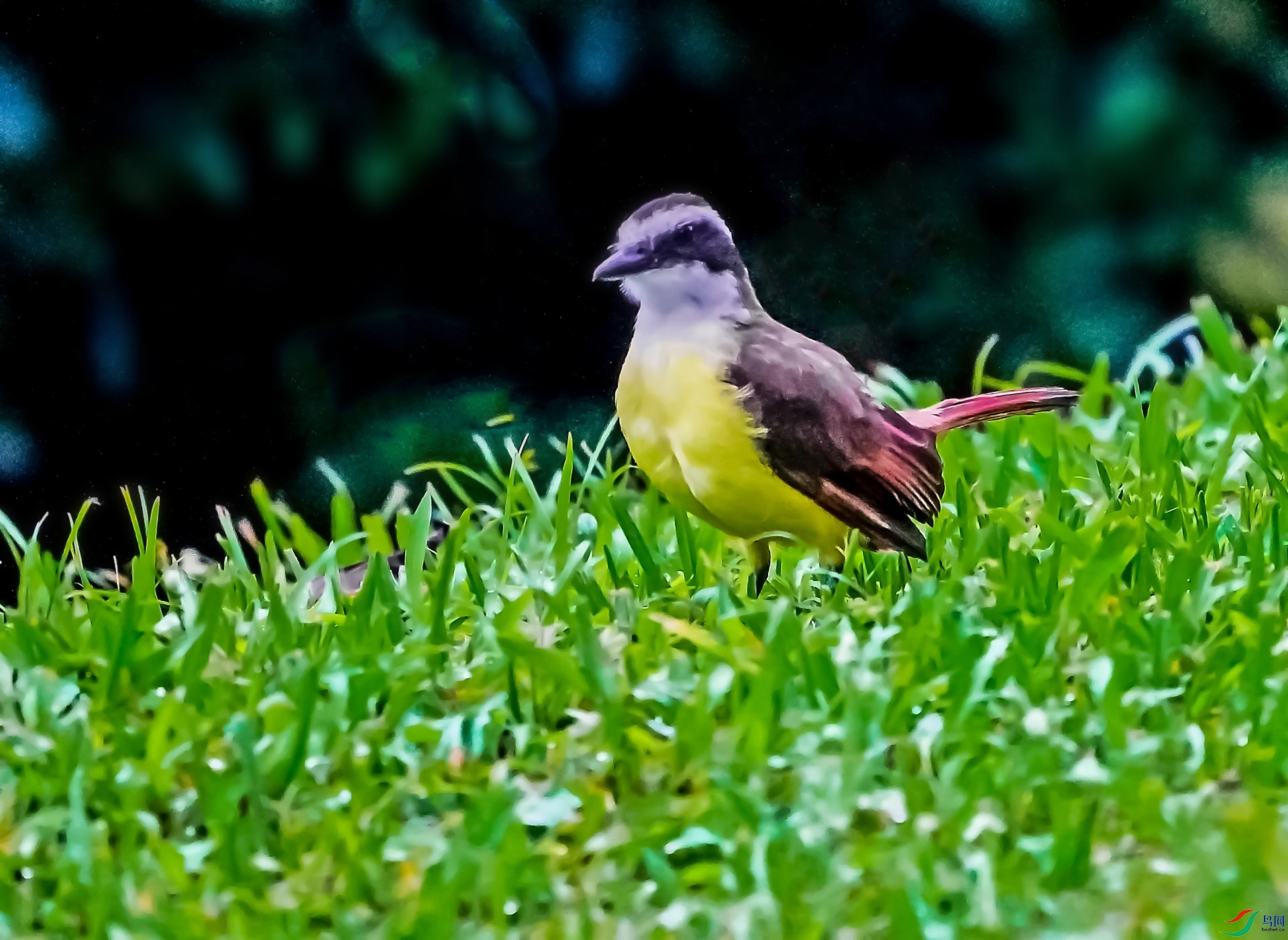 DSC08106-7**g.jpg
